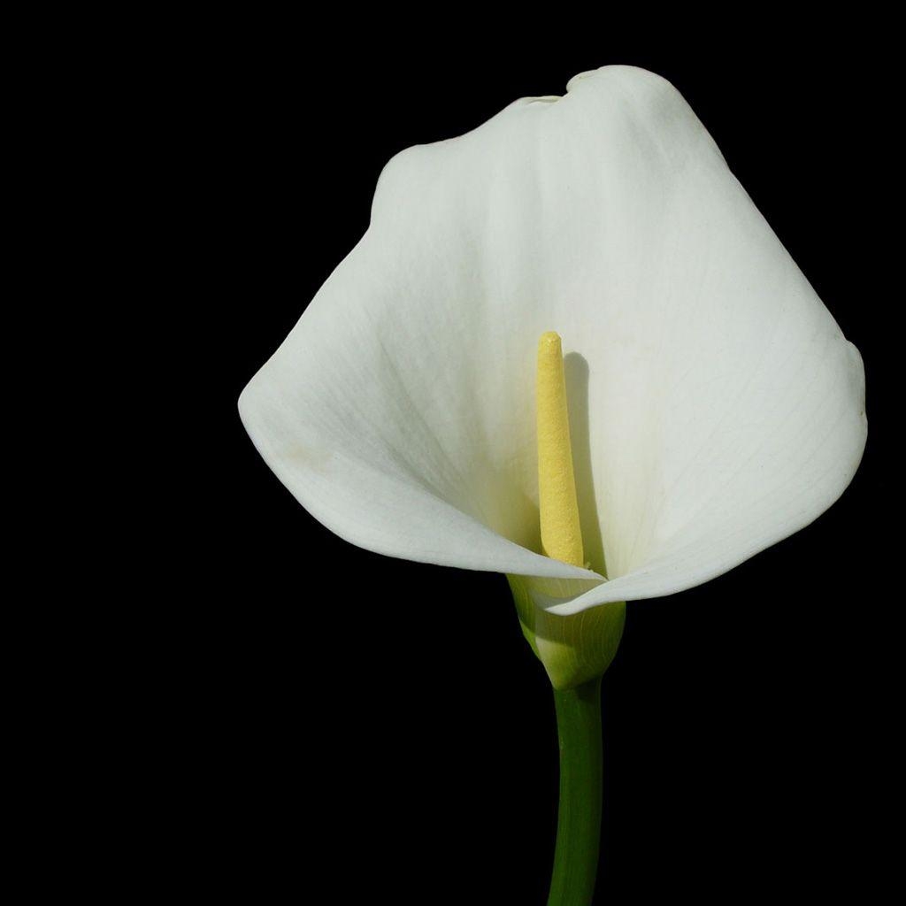 Weiße Calla-Lilie, iPad, Natur, Hintergrund, Download, 1030x1030 HD Handy