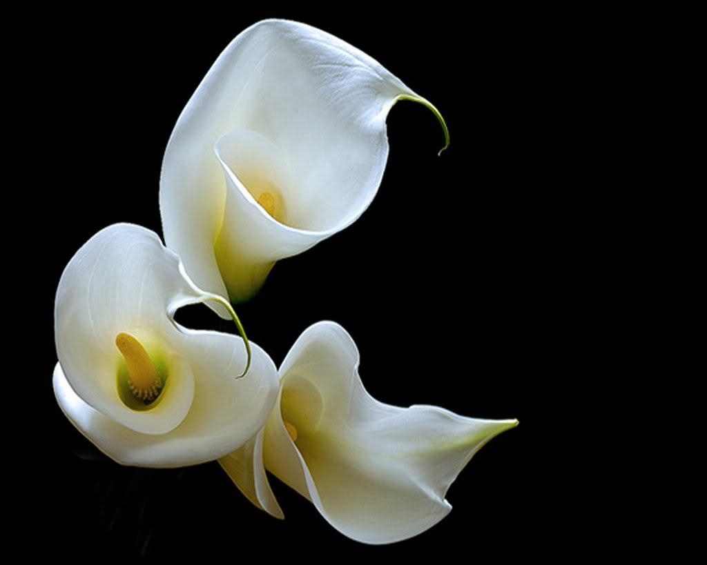 Calla-Lilie, Natur, Tageslilie, Blume, Reinheit, 1030x820 HD Desktop