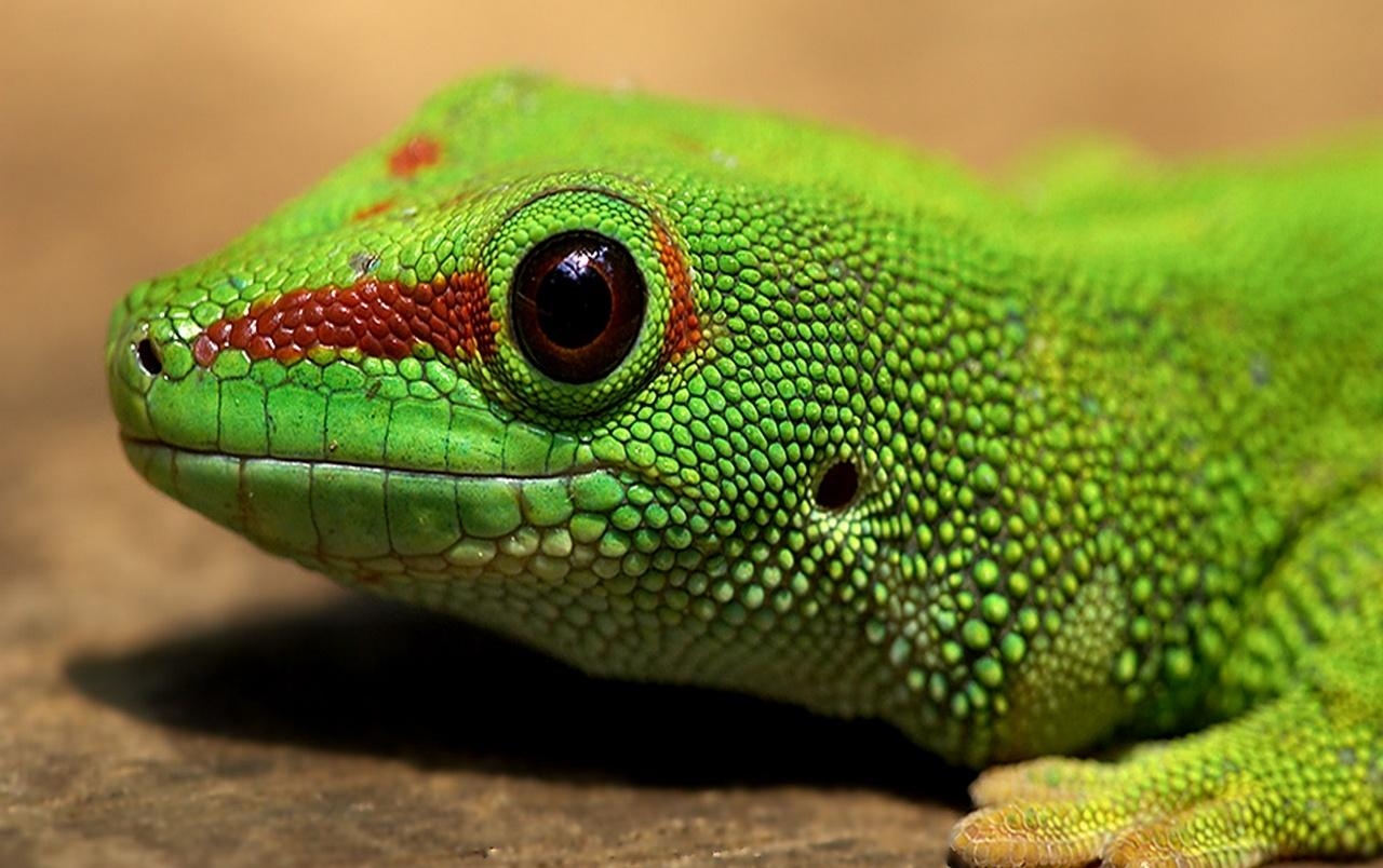 Gecko, Tier, Hintergrund, Reptil, Bild, 1280x810 HD Desktop