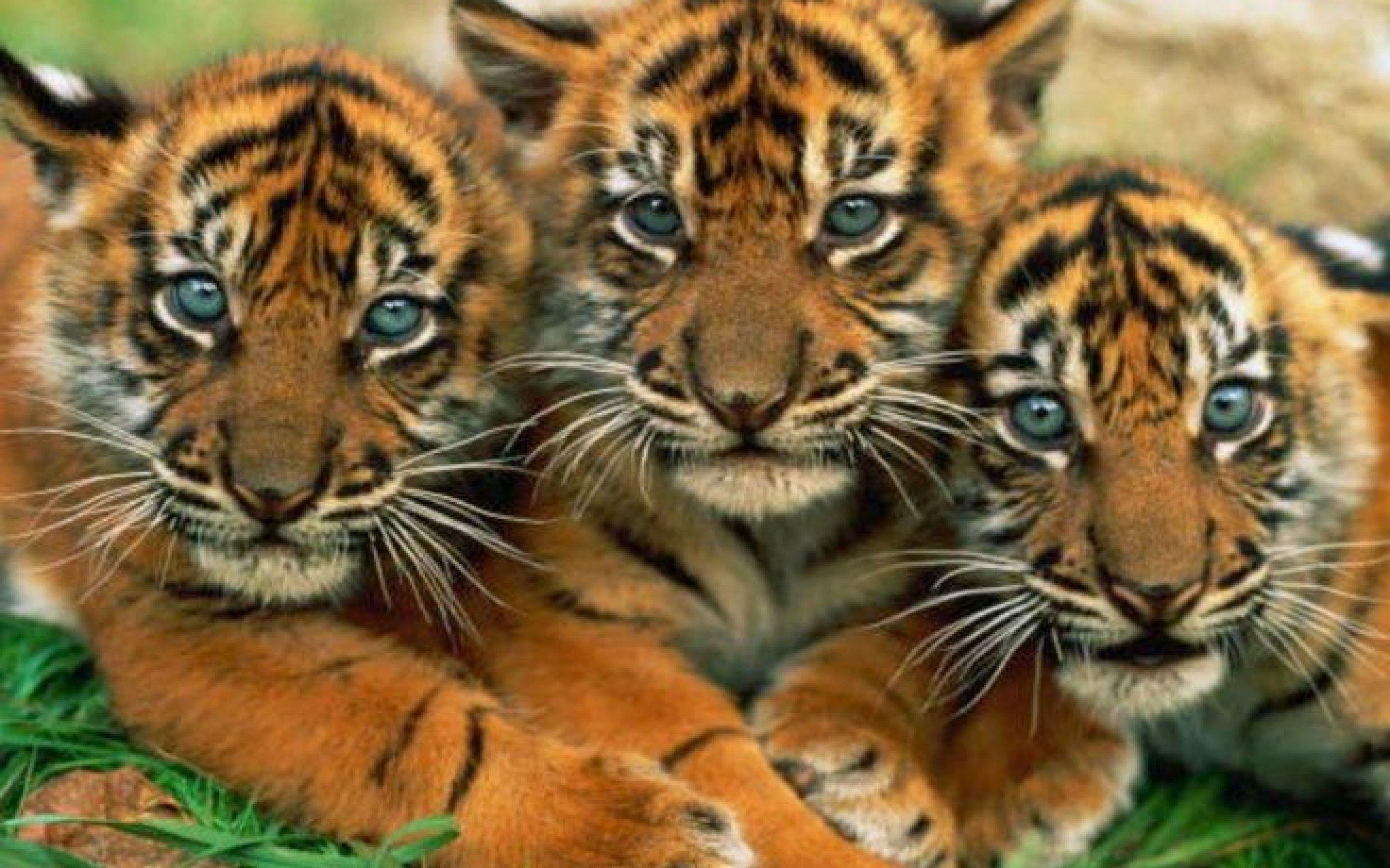 Niedliches Tiger, Tigerbaby, Tier, Niedlich, Bild, 2880x1800 HD Desktop