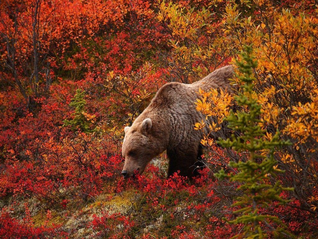 Grizzlybär, Natur, Hintergrund, Tiere, Wildnis, 1030x770 HD Desktop