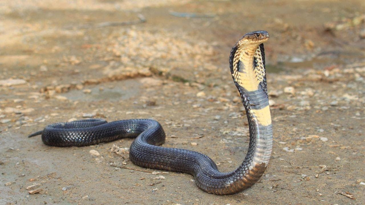 Königskobra, Reptil, Tierwelt, Schlangen, Asien, 1280x720 HD Desktop