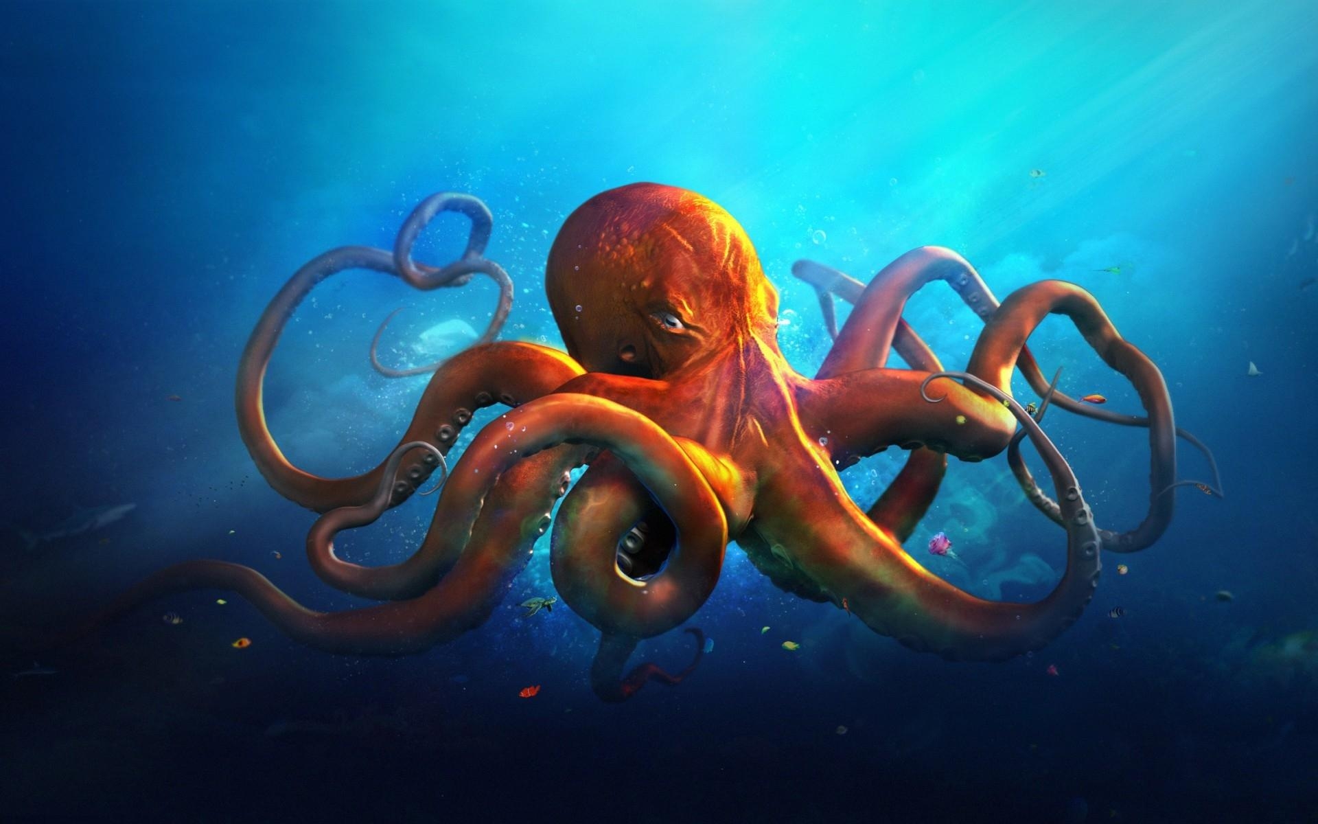 Oktopus, Meerestiere, Tintenfisch, Unterwasserwelt, Krake, 1920x1200 HD Desktop