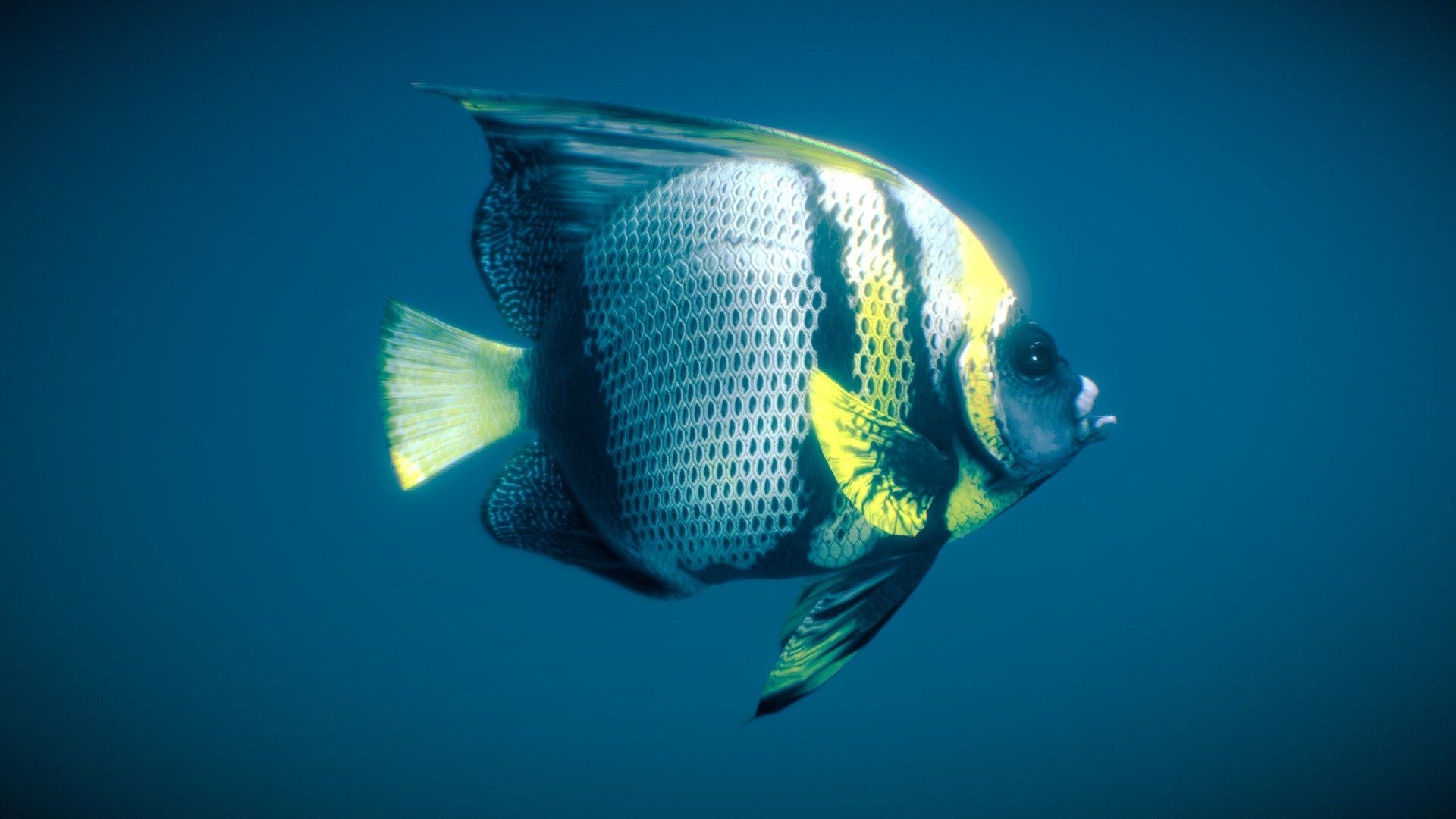 Pomacanthus zonipectus, Cortez, Kaiserfisch, Meereswelt, 1920x1080 Full HD Desktop