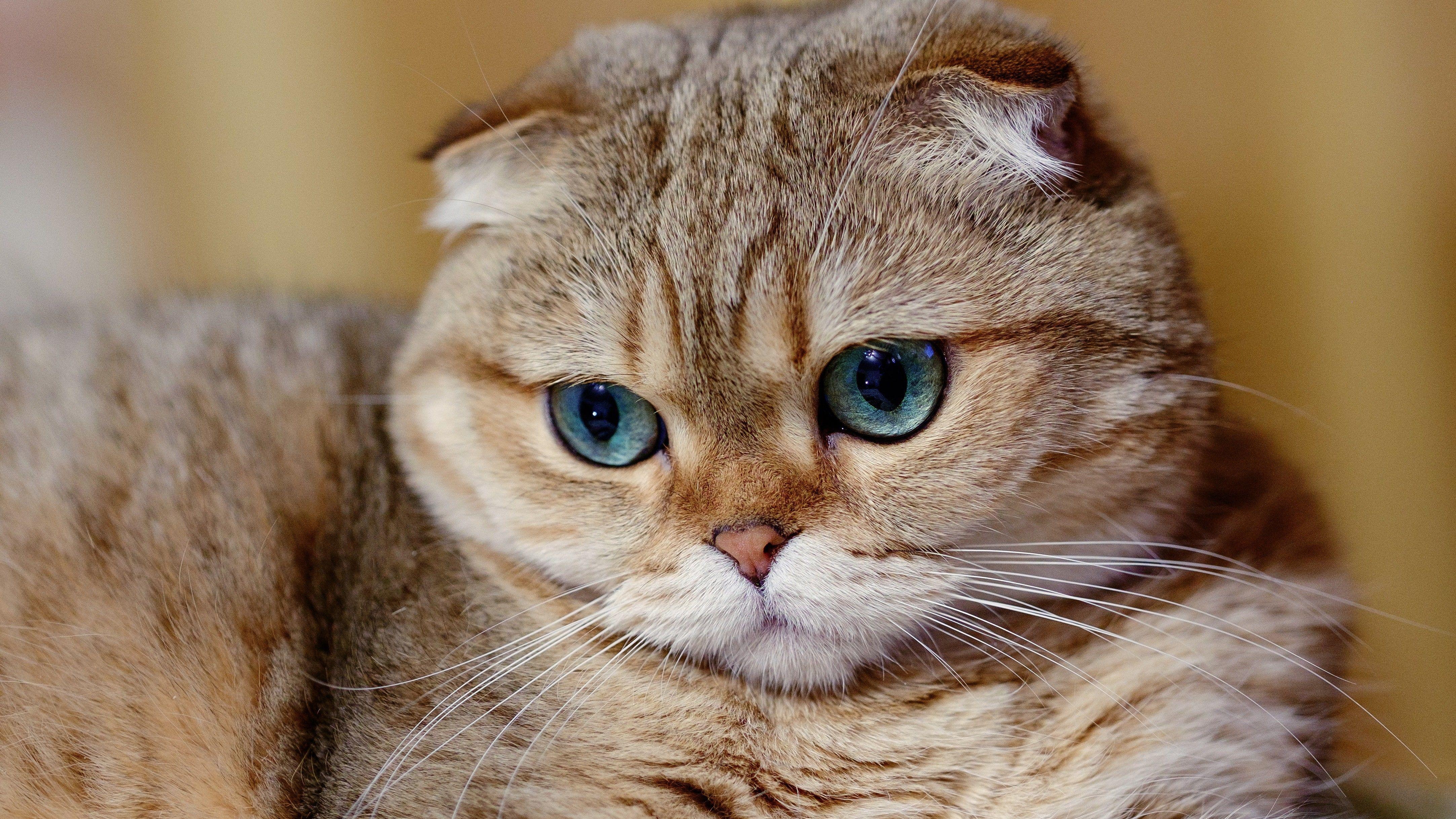 Scottish Fold, Katze, Schnauze, blaue Augen, Haustier, 4330x2440 4K Desktop