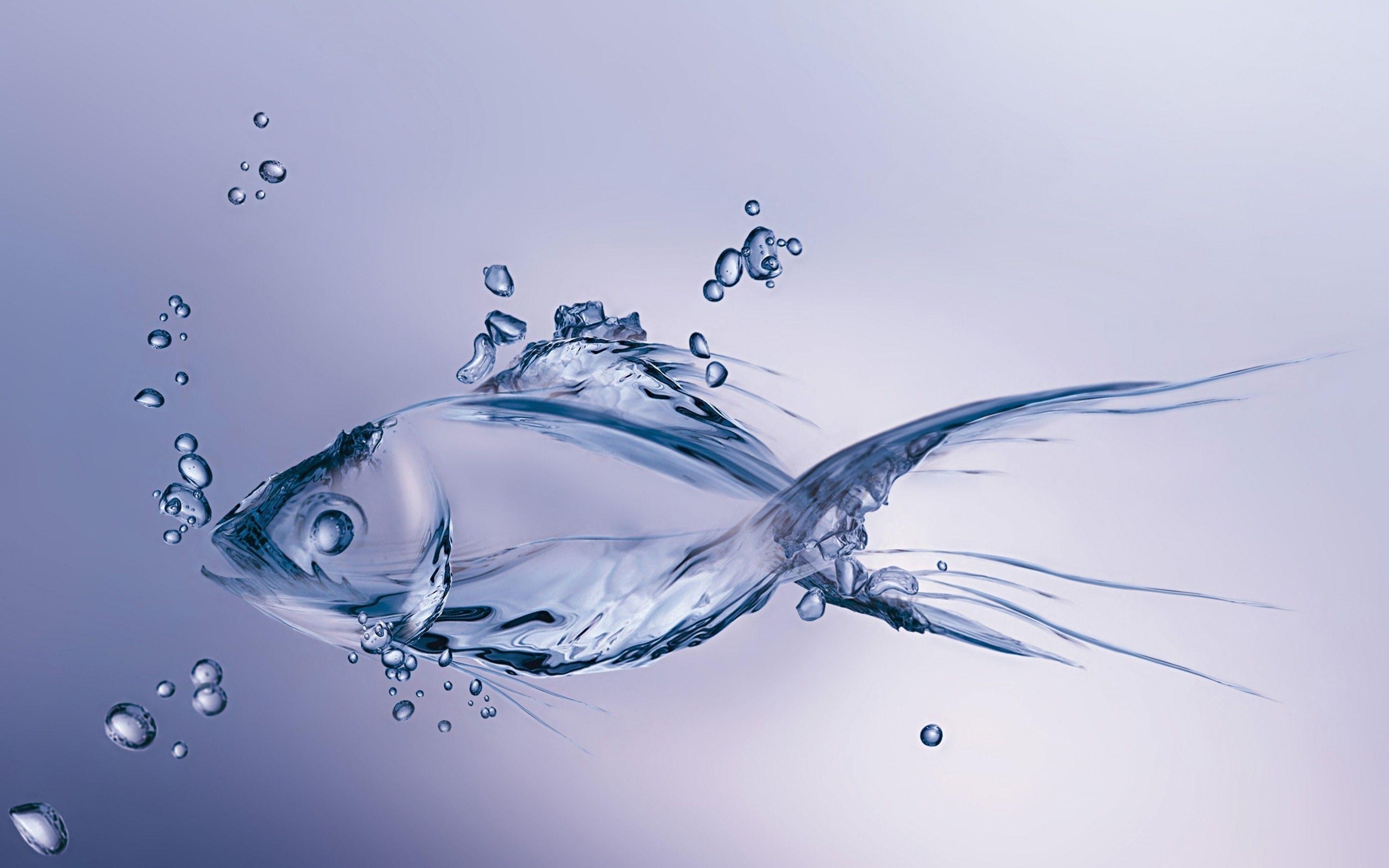 Fisch, HD, Unterwasser, Meerestiere, Bild, 2880x1800 HD Desktop