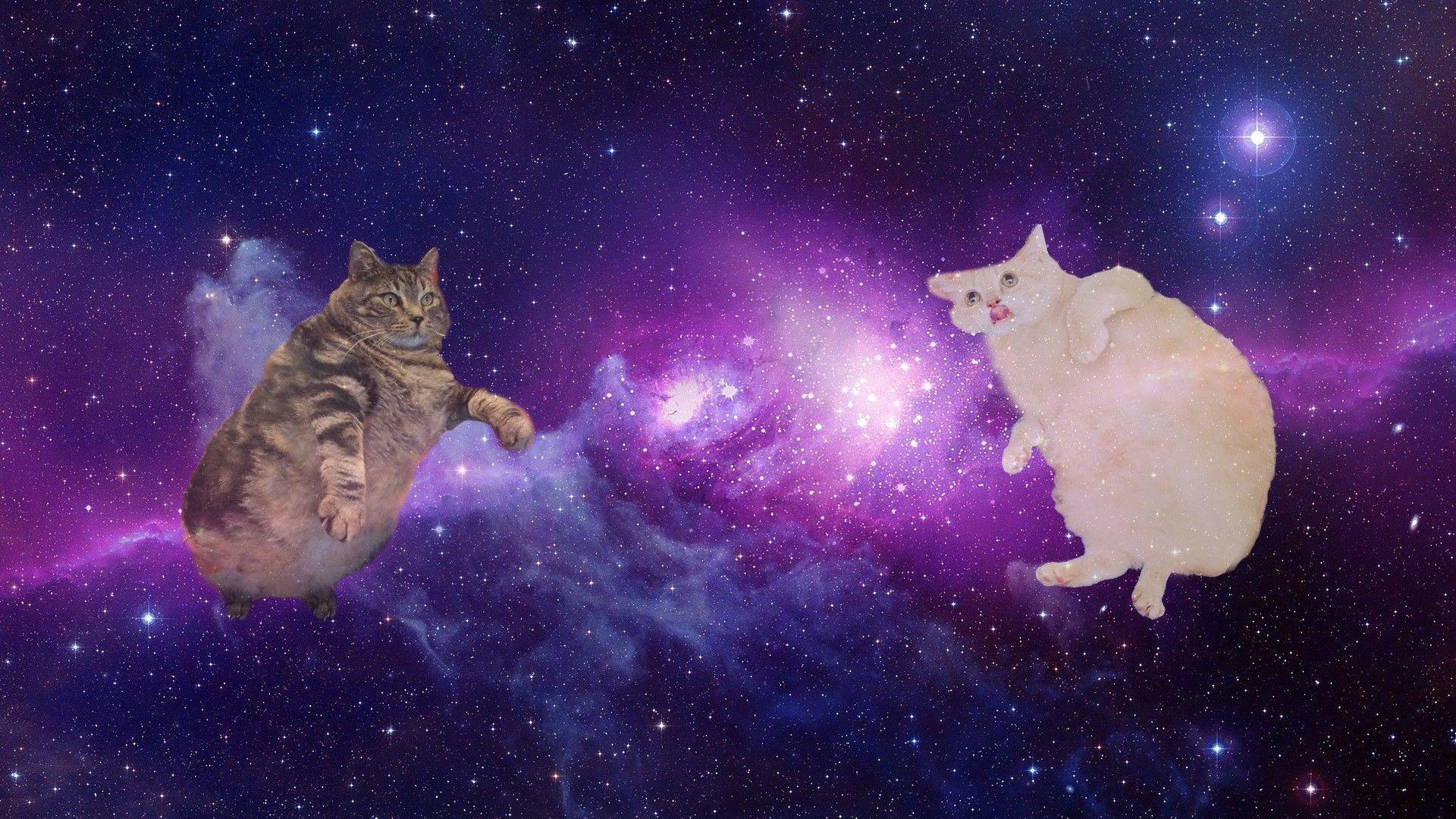 Mürrische Katze, iPhone, Hintergrund, Galaxie, Humor, 1920x1080 Full HD Desktop