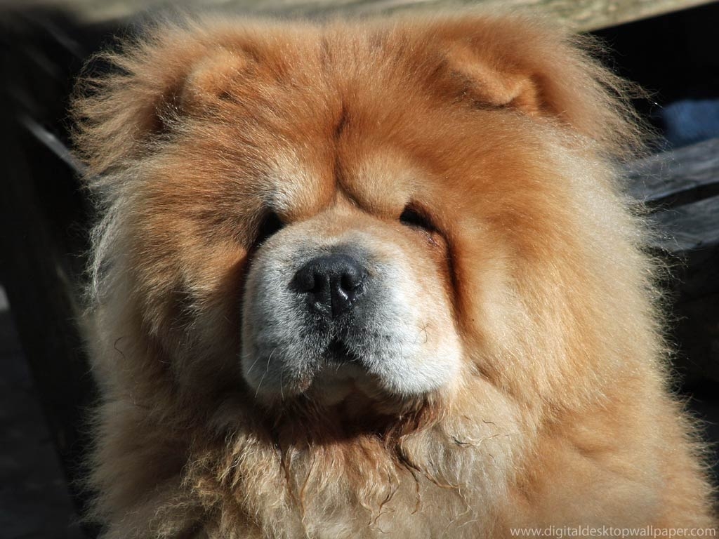 Chowchow, Widescreen, Hintergrund, Tiere, Hund, 1030x770 HD Desktop