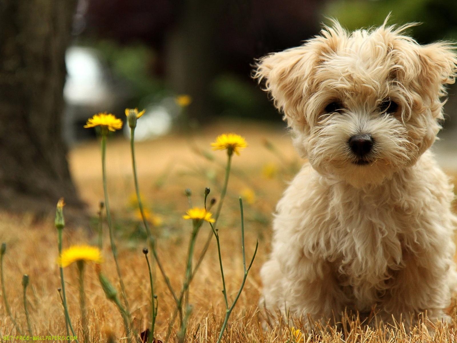 Welpe, Tiere, HQ, Hintergrund, kostenlos, 1600x1200 HD Desktop