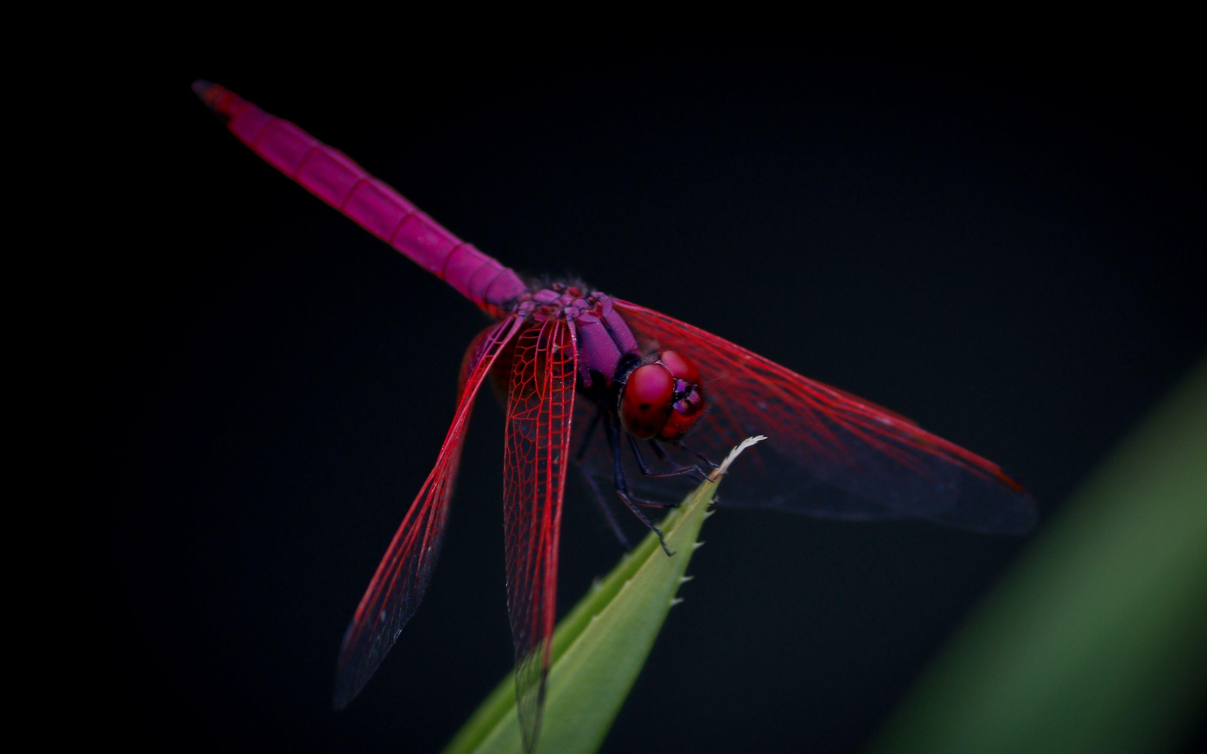 Download, Libelle, Trithemis, Aurora, Hintergrund, 3840x2400 4K Desktop