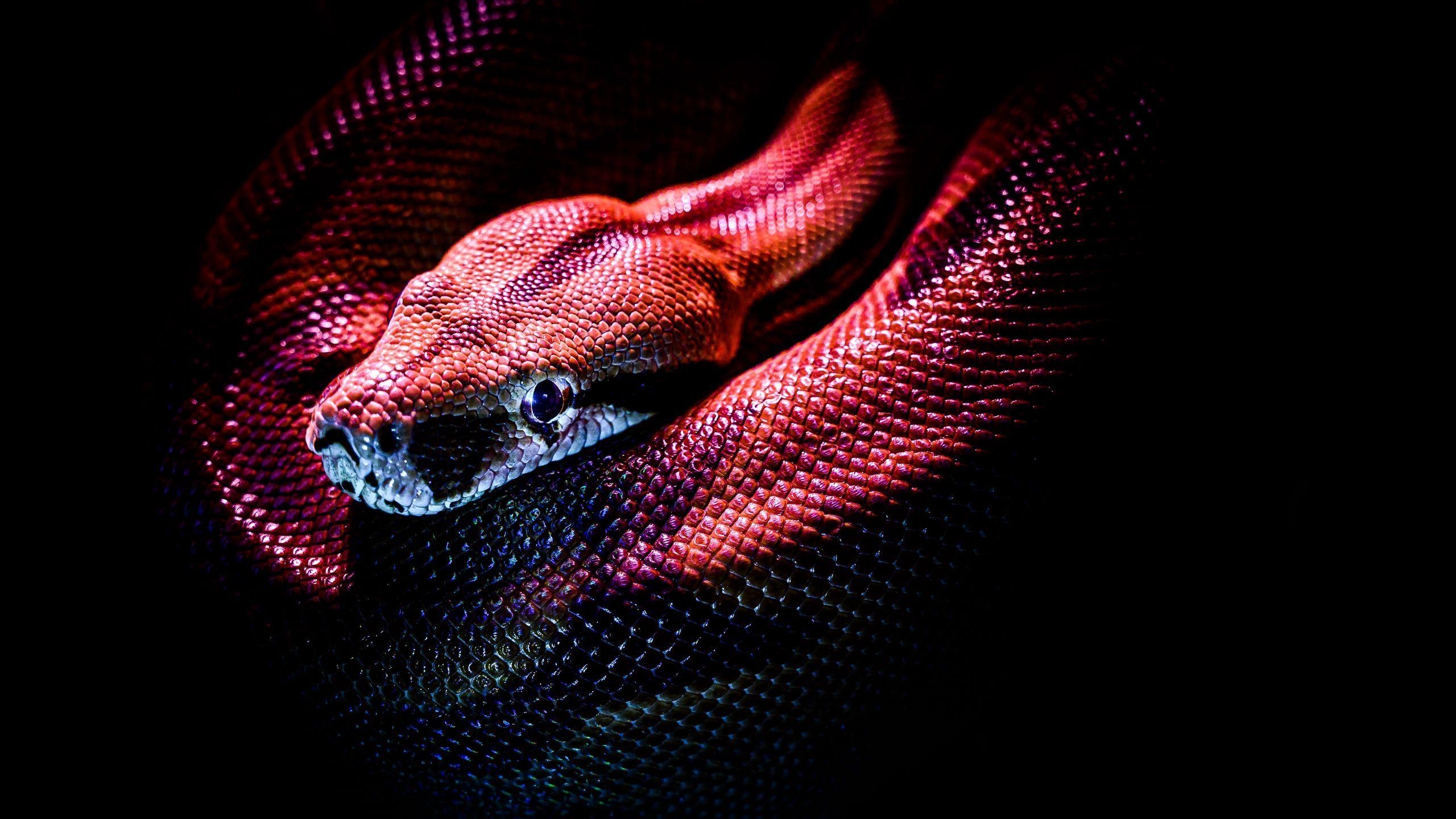 Boa Constrictor, Schlange, Reptil, Rote, Schuppen, 2560x1440 HD Desktop