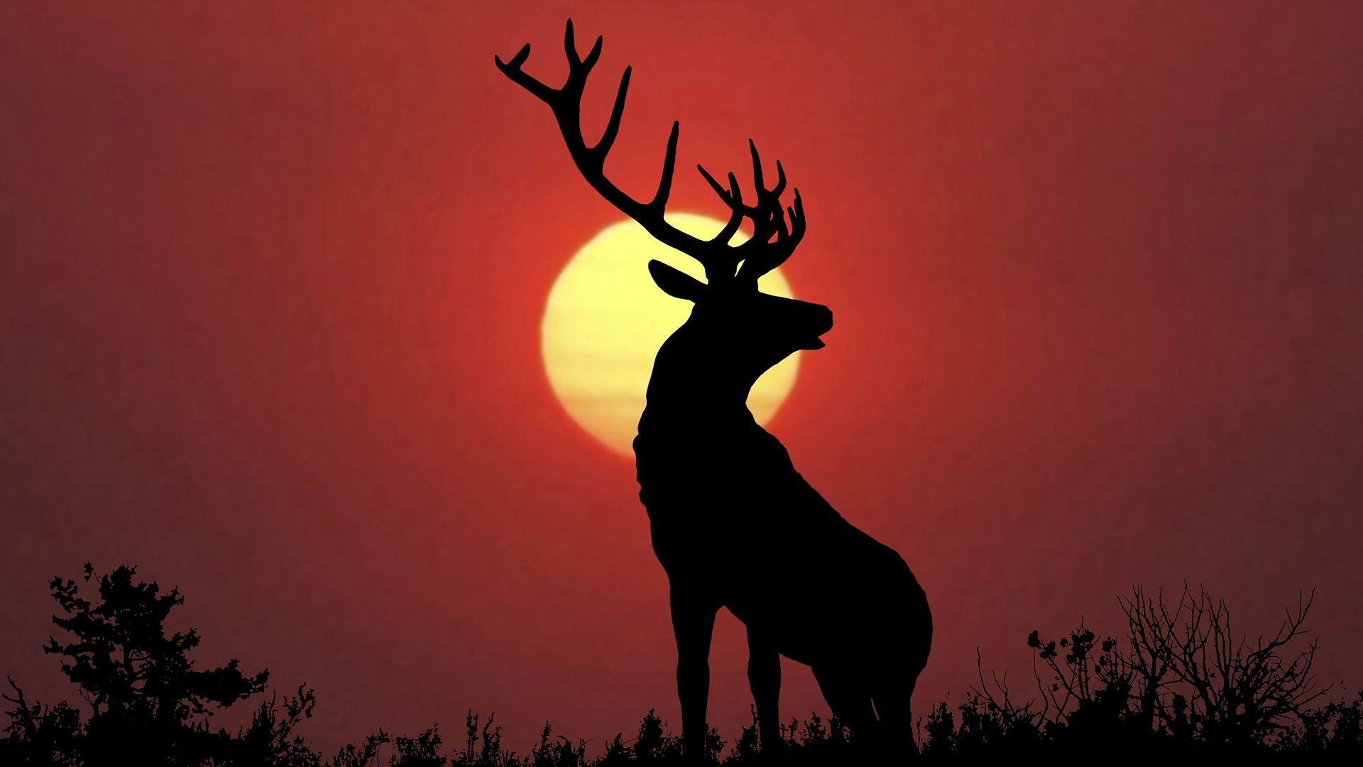 Hirsch, Tier, Wald, Wildnis, Natur, 1920x1080 Full HD Desktop