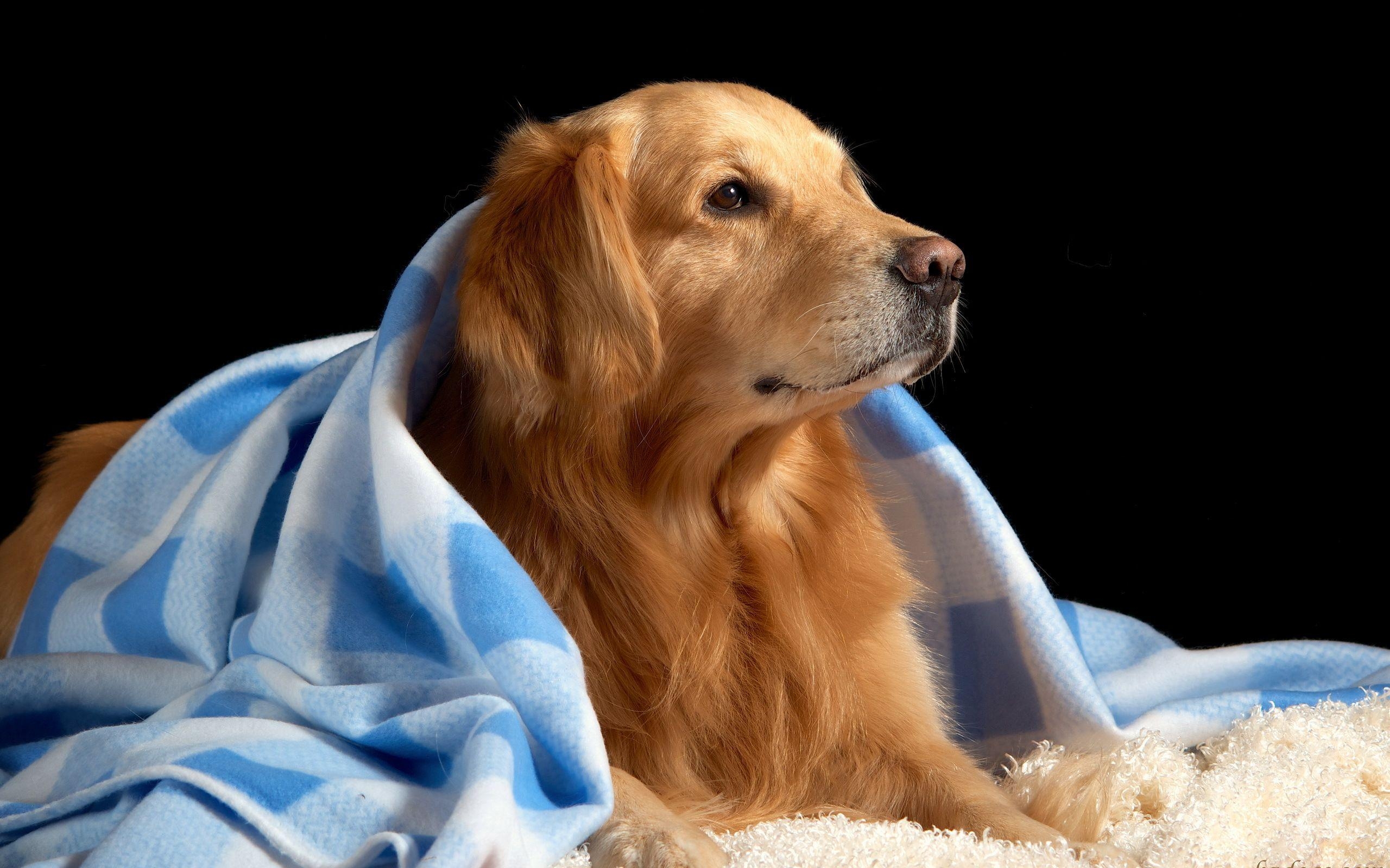 Golden Retriever, HD, Tier, Bild, Hintergrund, 2560x1600 HD Desktop