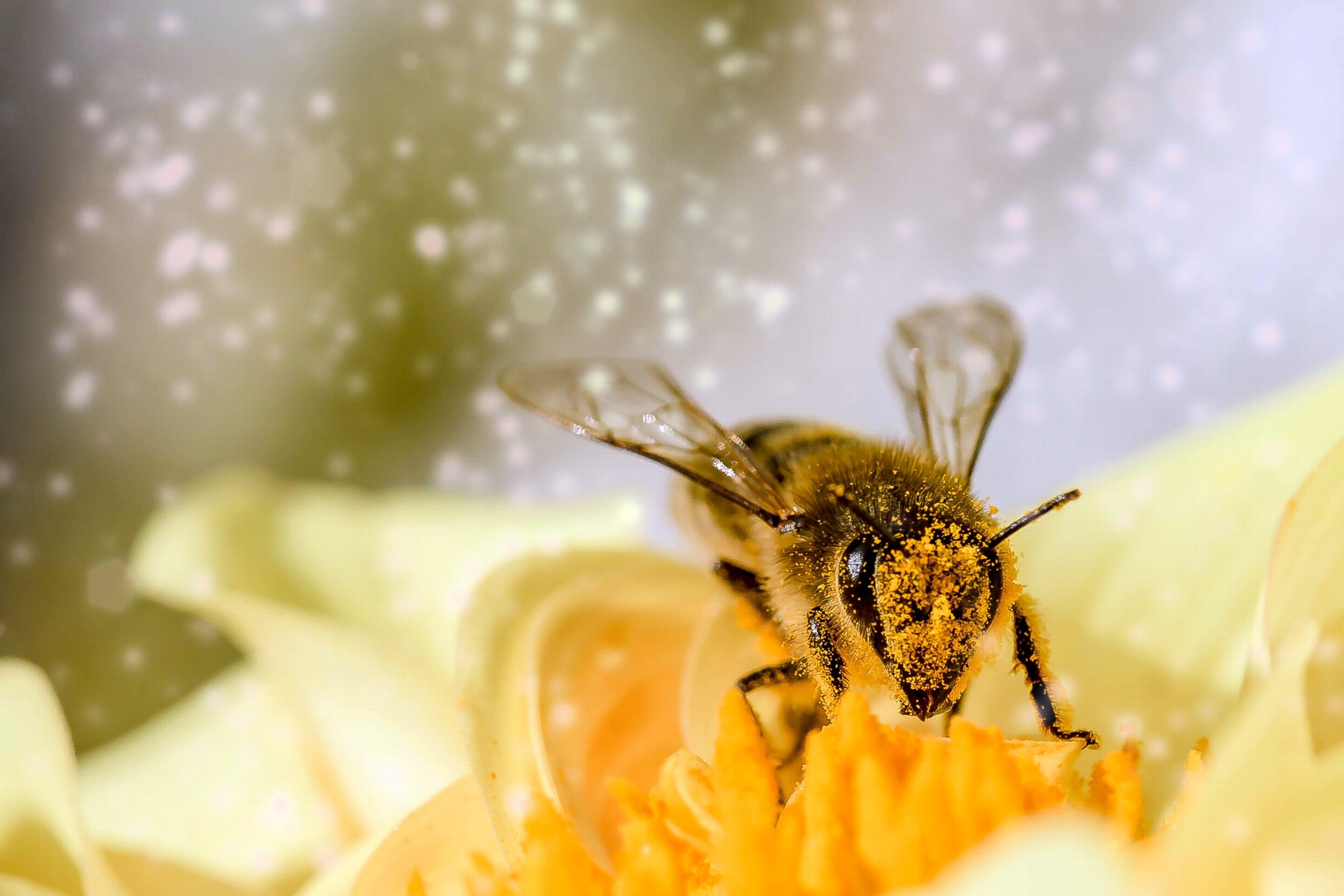 Honigbienen, Echt, Voll HD, Download, Insekt, 3840x2560 4K Desktop