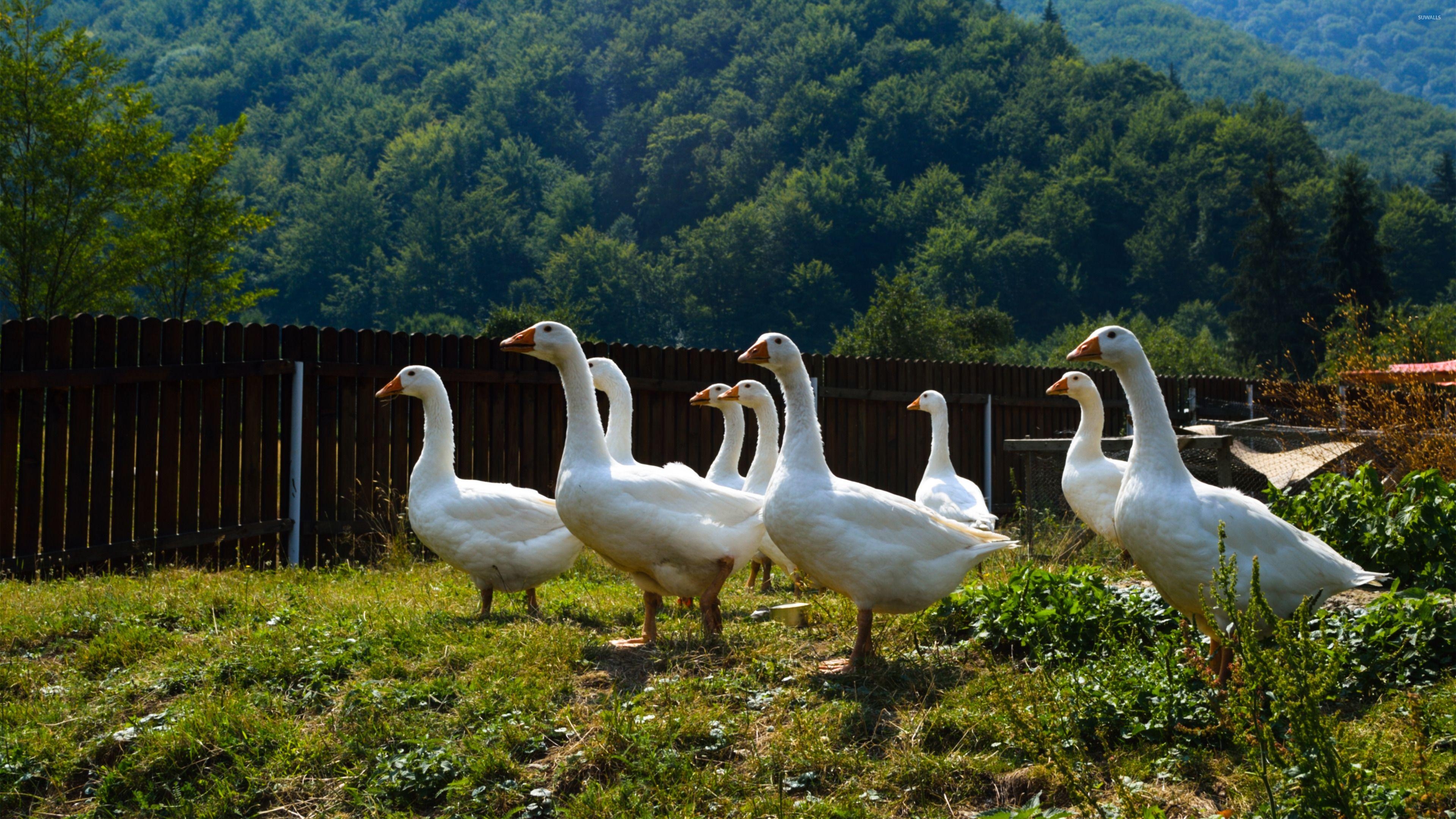 Neugierige Gänse, Tiere, Natur, Hintergrund, Gefieder, 3840x2160 4K Desktop