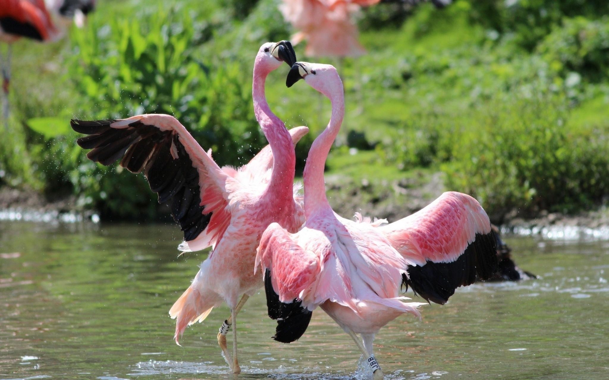 Kostenlos, Flamingo, Tiere, rosa, Bild, 2050x1280 HD Desktop