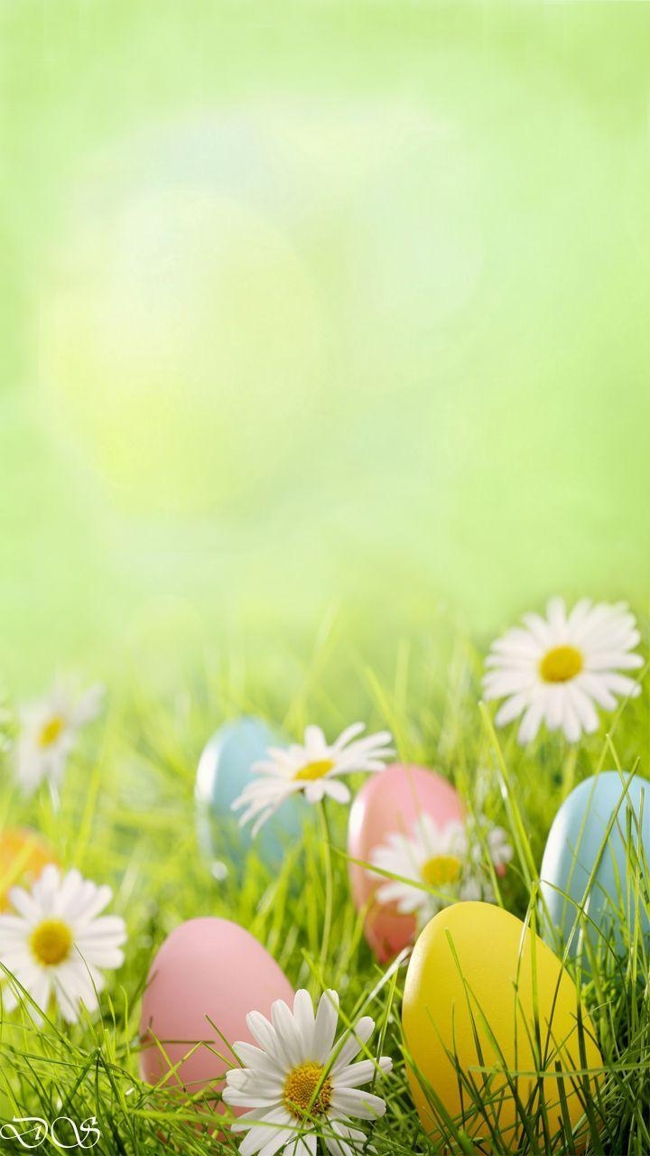 Ostern, Niedlicher Hase, Feiertag, Fröhlich, Frühling, 720x1280 HD Handy