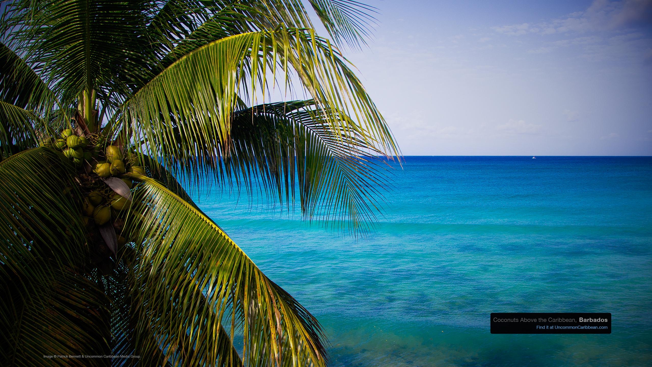 Karibik, Desktop, Barbados, Entspannend, Kulisse, 2560x1440 HD Desktop