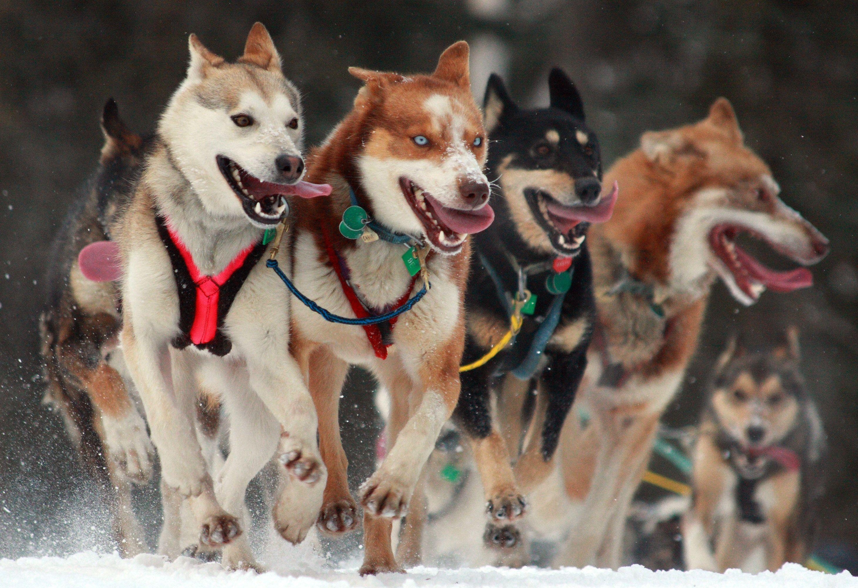 Mushing, Hunderodeln, Winter, Sport, Abenteuer, 2930x2010 HD Desktop