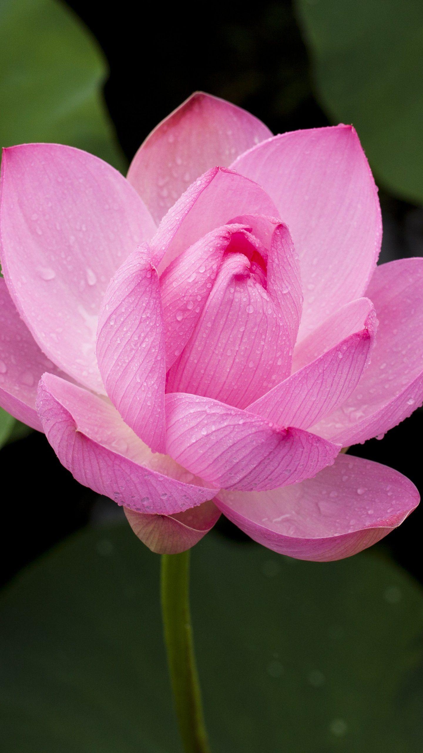 Pink Lotus, Android, Desktop, Blüte, Natur, 1440x2560 HD Handy