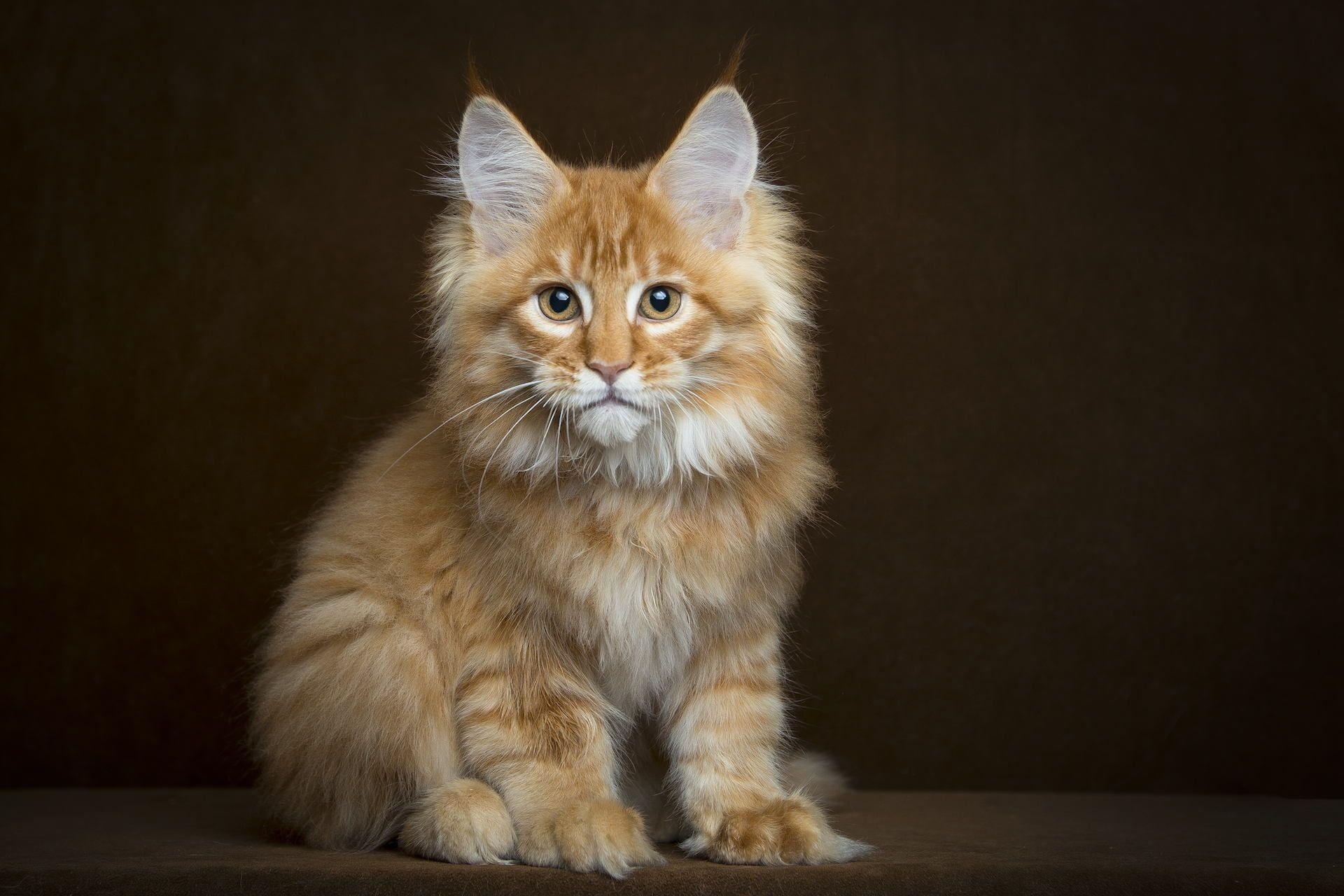 Orange, Maine Coon, HD, Katze, Tier, 1920x1280 HD Desktop