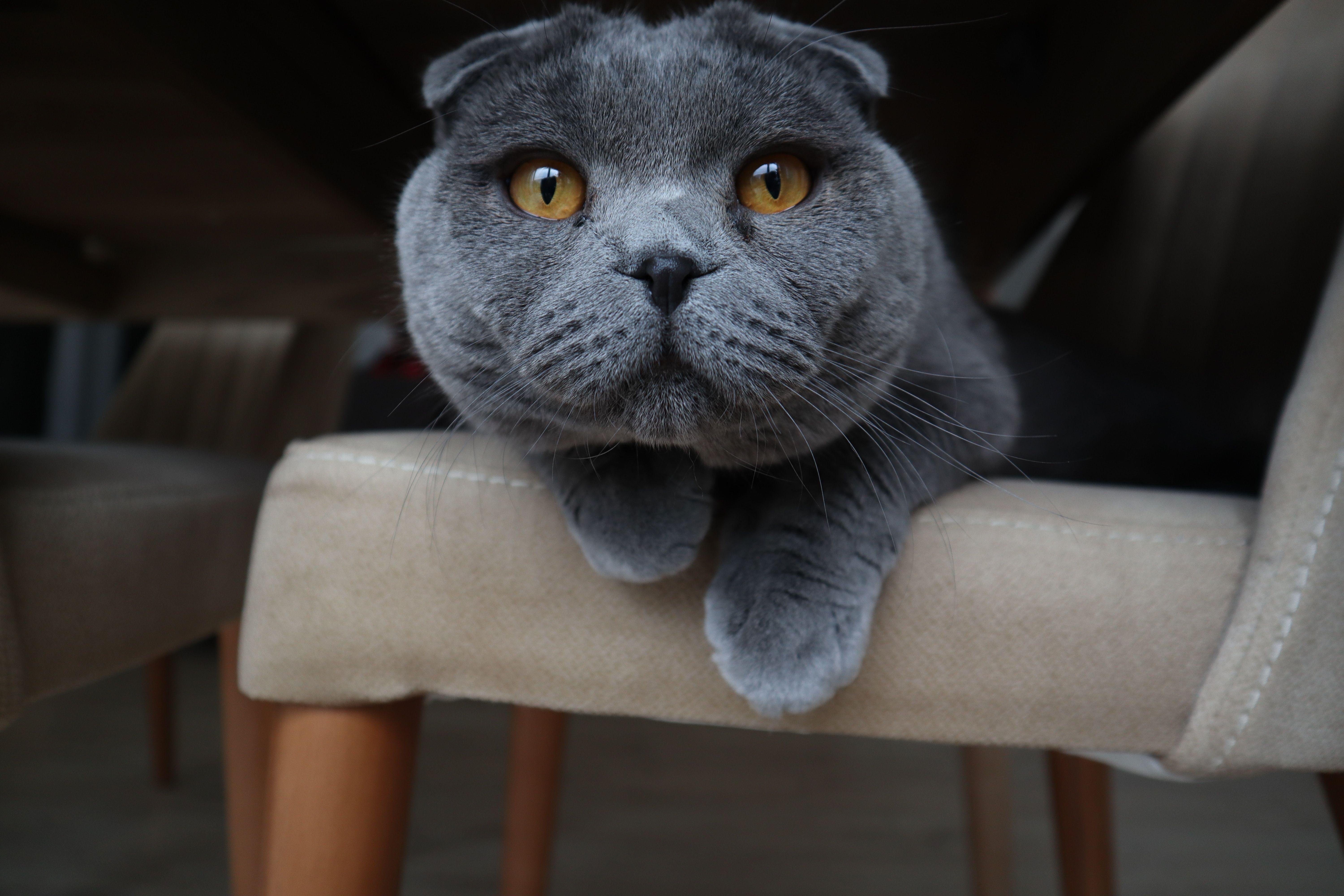 Scottish Fold, Katze, 5K, Retina, Ultra HD, 6000x4000 4K Desktop