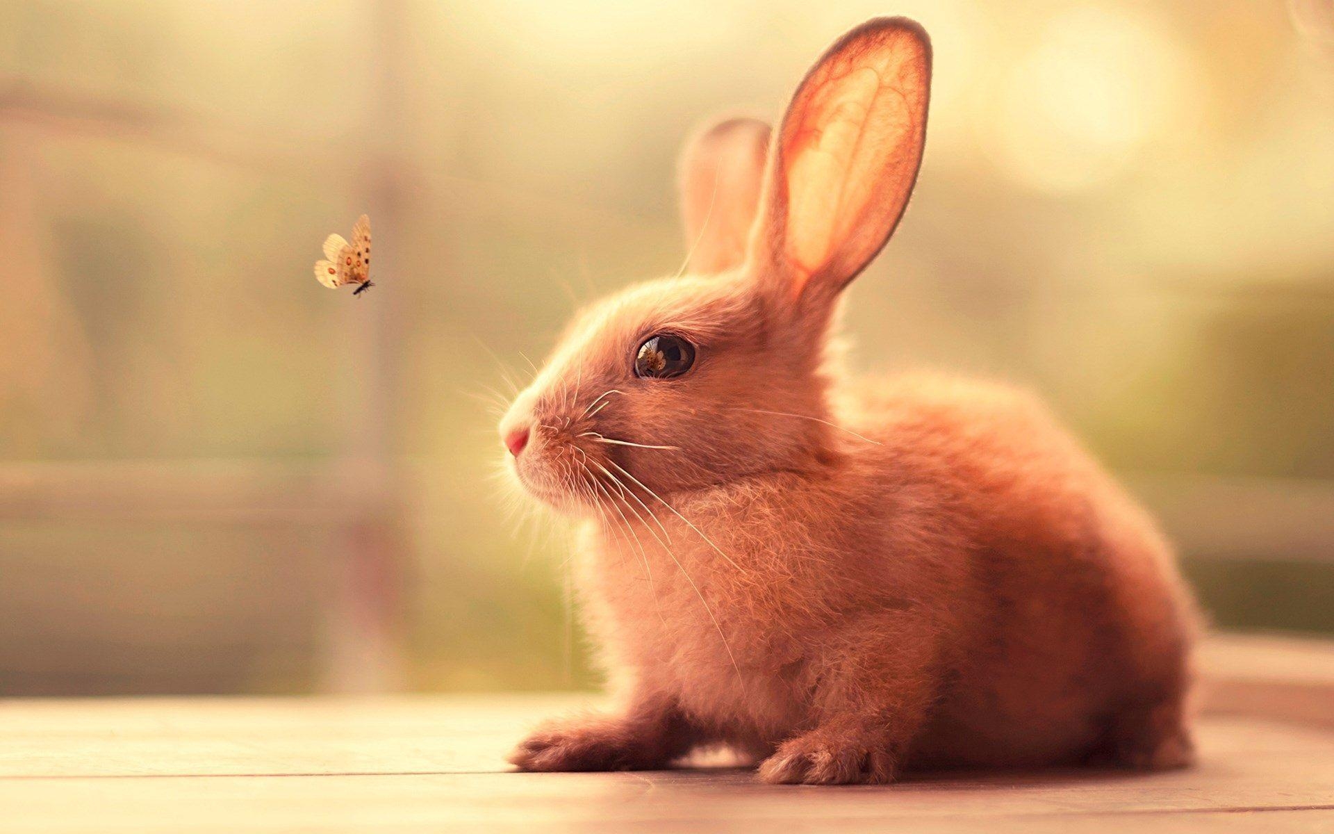 Hase, Desktop, Hintergrund, Kostenlos, Download, 1920x1200 HD Desktop