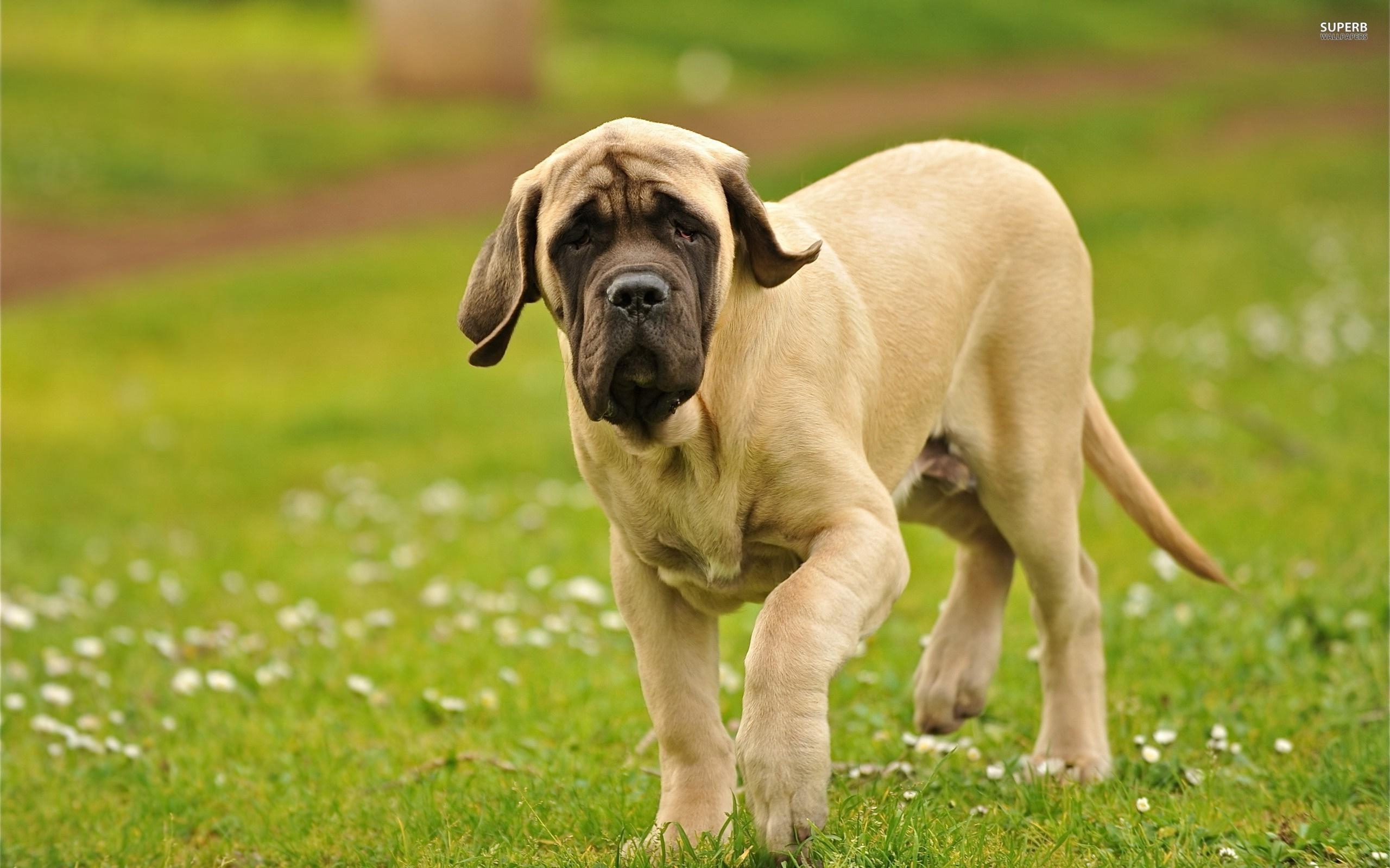 Bullmastiff, Tiere, Hund, Rasse, Wachhund, 2560x1600 HD Desktop