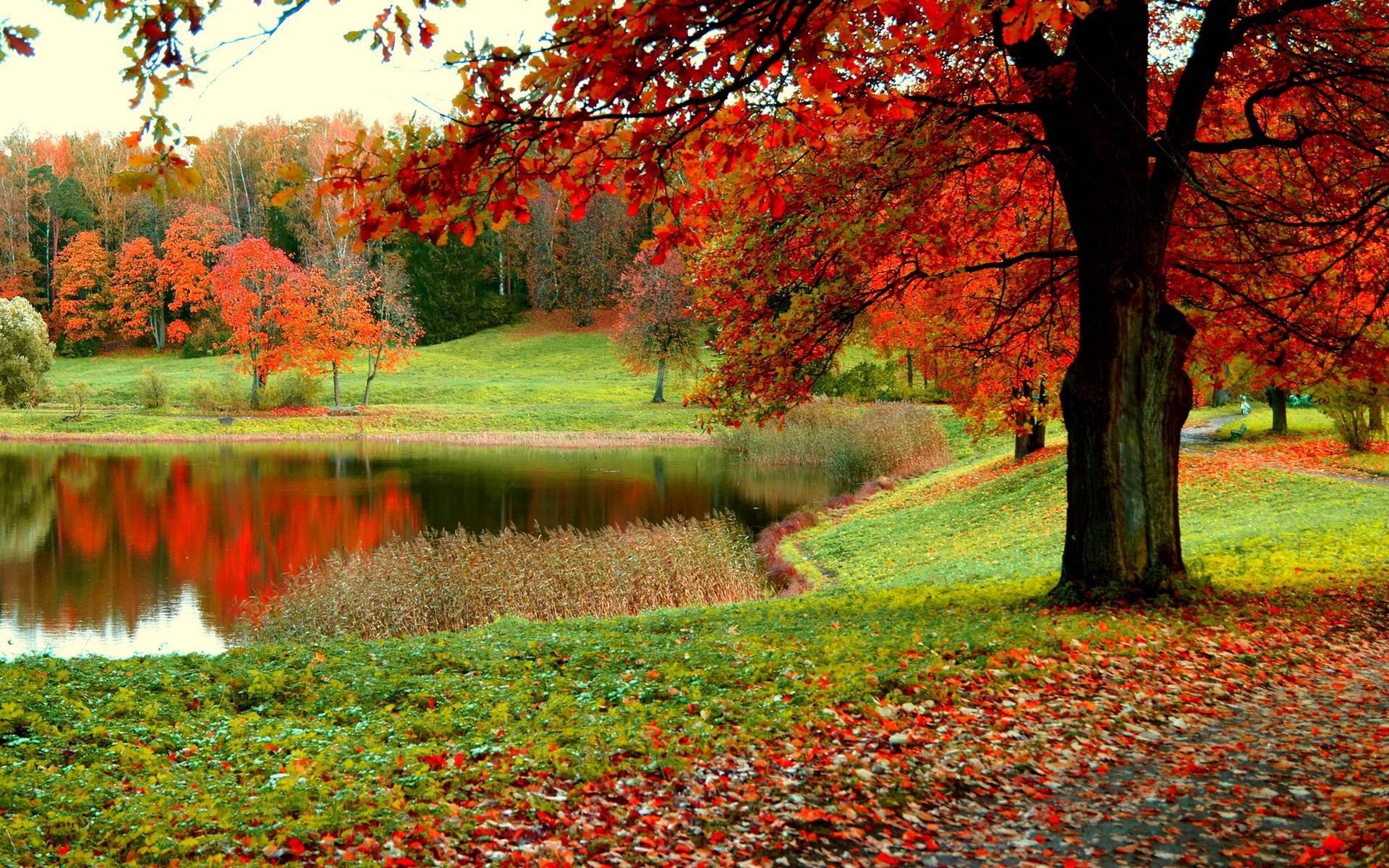 Herbstwald, Natur, Farben, Blätter, Saison, 1920x1200 HD Desktop