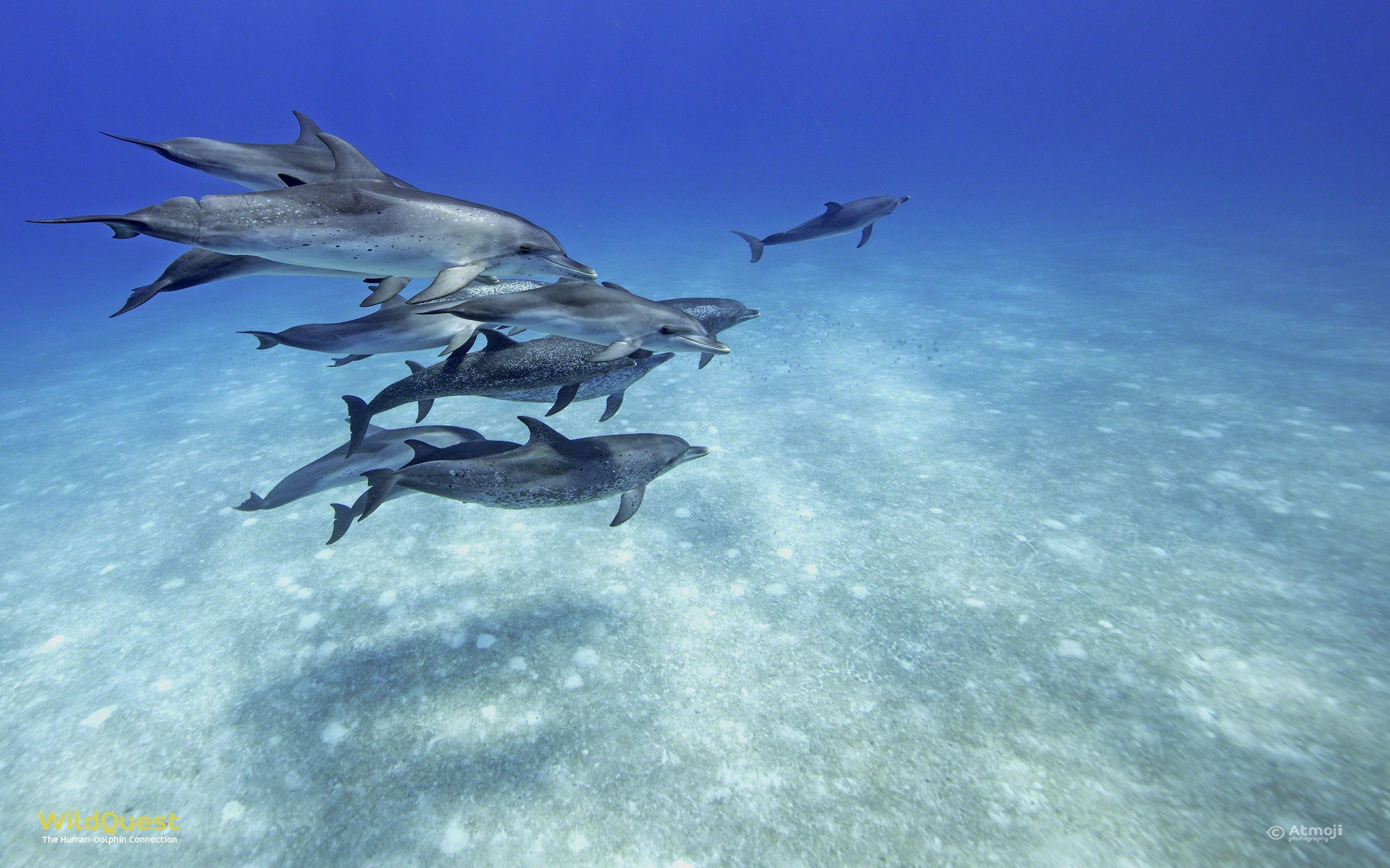 Delfin, Hintergrund, Säugetier, Meer, Ozean, 2880x1800 HD Desktop