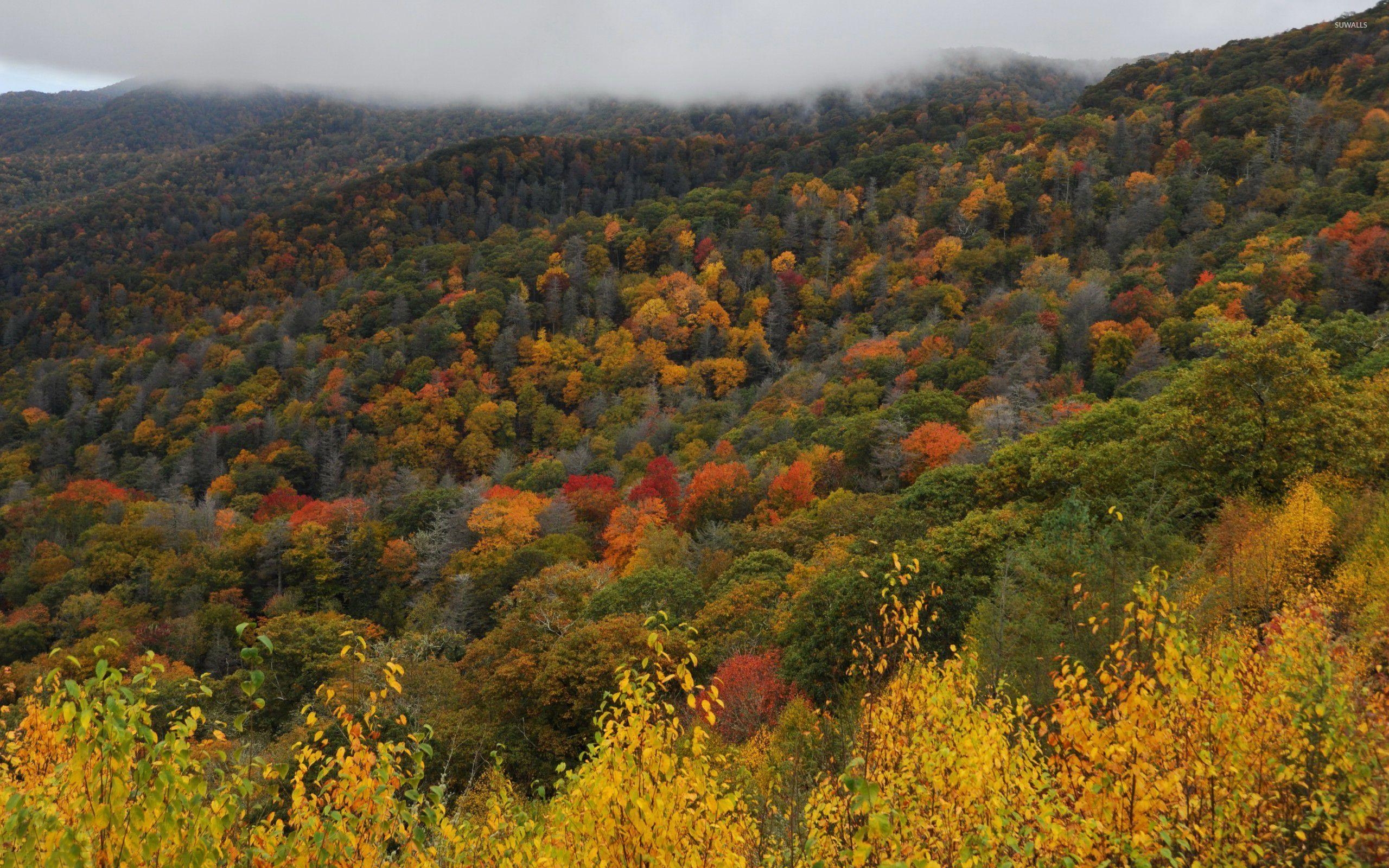 4K Hintergrund, Great Smoky Mountains, Nationalpark, Landschaft, USA, 2560x1600 HD Desktop