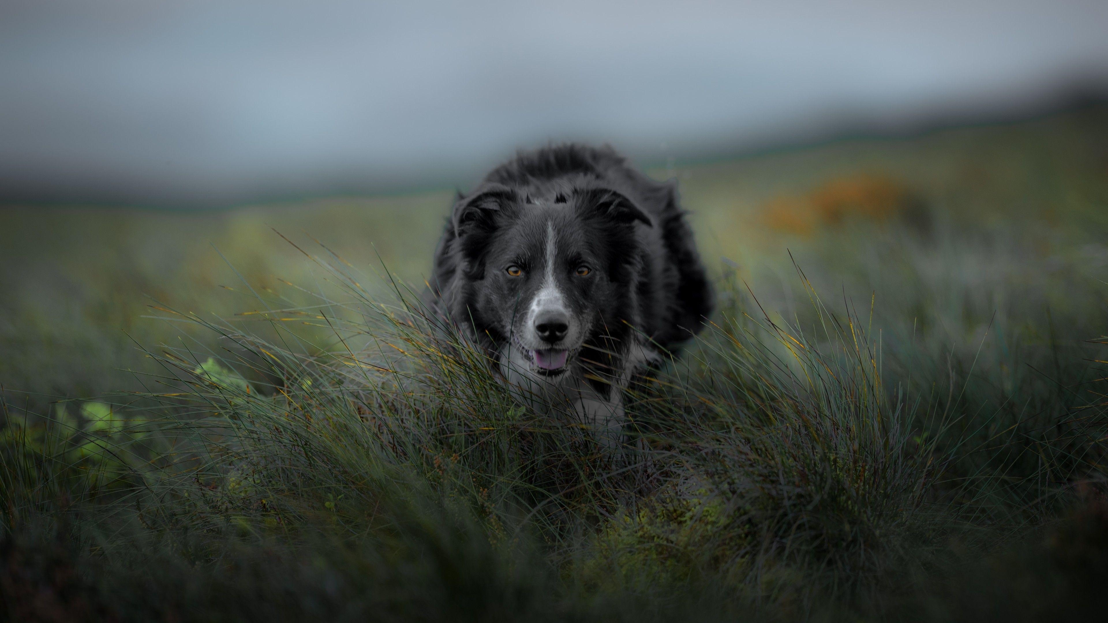 Border Collie, Pflanzen, Feld, unscharf, Download, 3840x2160 4K Desktop