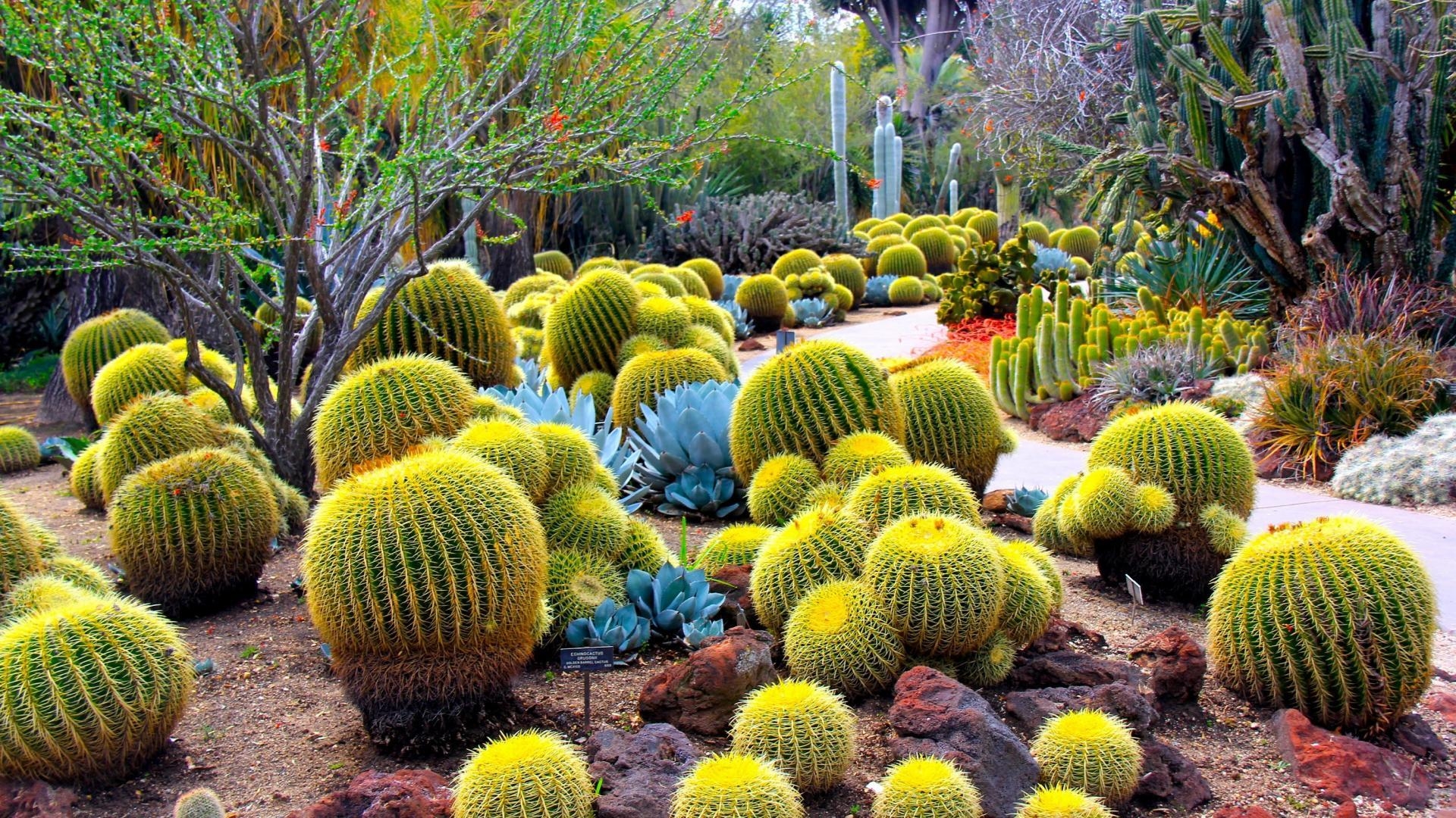 Kaktus, Natur, Hintergrund, Pflanzen, Fotografie, 1920x1080 Full HD Desktop