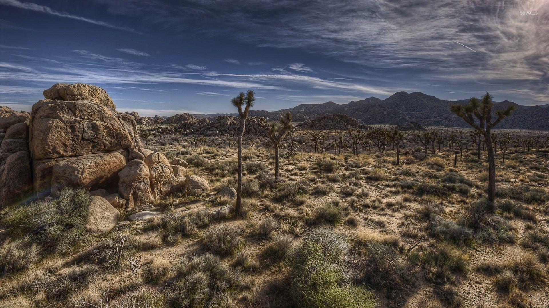 Joshua Tree, Nationalpark, Hintergrundbild, Natur, Kalifornien, 1920x1080 Full HD Desktop