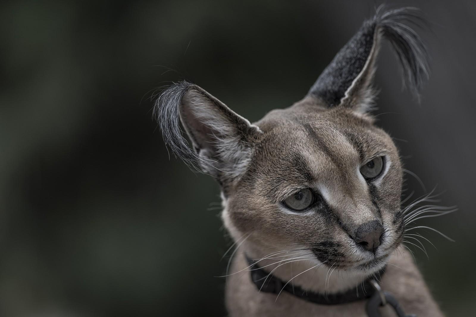 Gesicht, Ohren, Haare, Wildkatze, Karakal, 1600x1070 HD Desktop