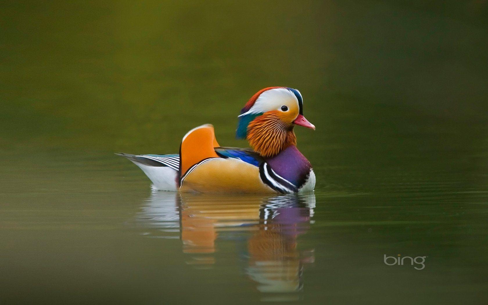 Mandarinente, Liebe, Vögel, Farbenfroh, Schön, 1680x1050 HD Desktop