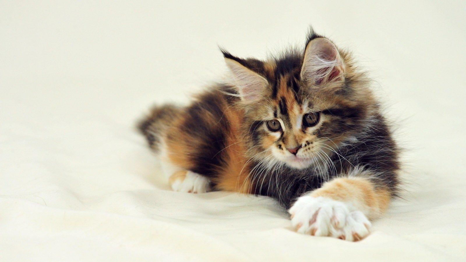 Maine Coon, Katze, Haustier, Hintergrund, Bild, 1600x900 HD Desktop