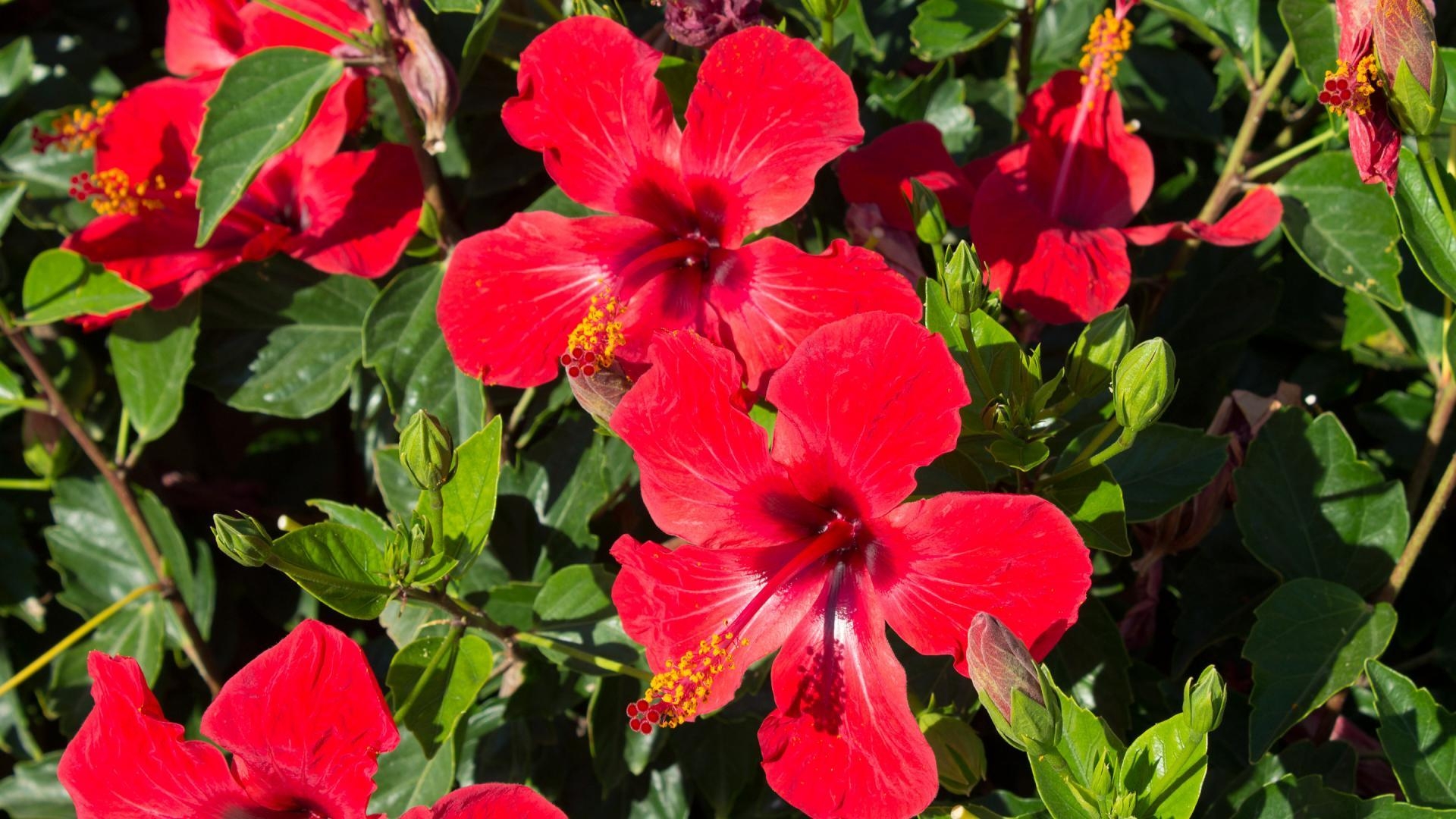 Hibiskus, 16x1800, Natur, Blume, Schönheit, 1920x1080 Full HD Desktop