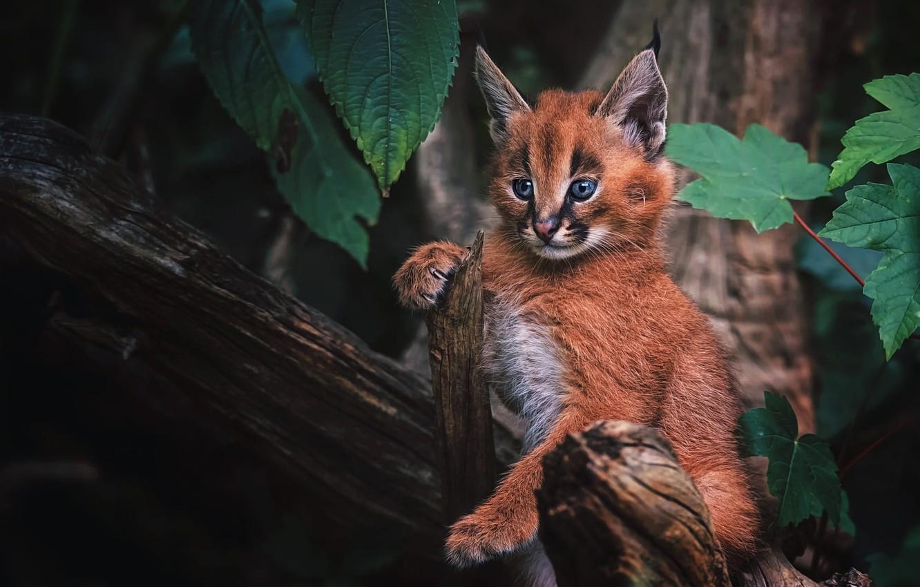 Waldkatze, Karakal, Gesicht, Blick, Wildkatze, 1340x850 HD Desktop