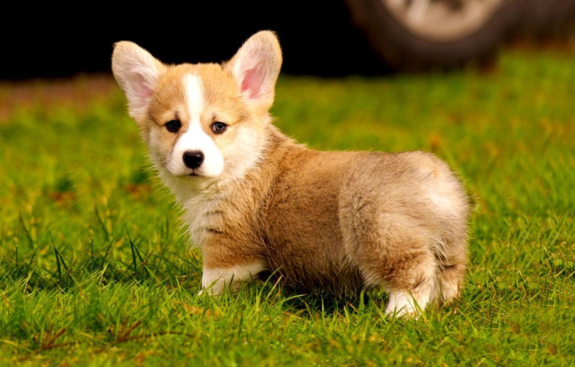 Corgi-Welpe, Niedlich, Foto, Tier, Wallpaper, 1170x750 HD Desktop