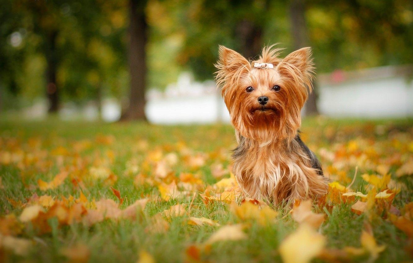 Yorkshire Terrier, Herbstblätter, Hund, Yorkie, Fotografie, 1340x850 HD Desktop