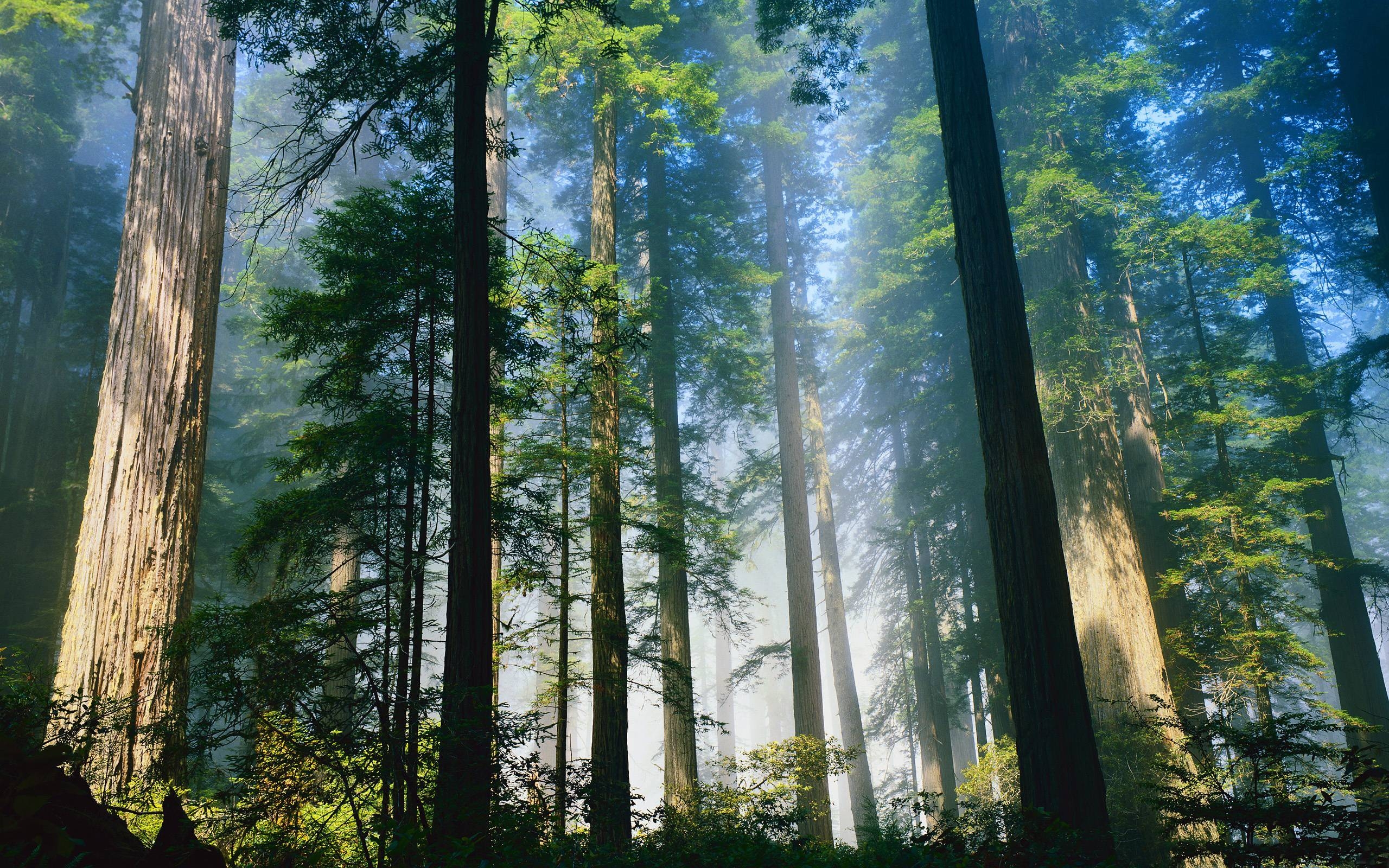 Redwood Nationalpark, kostenloser Download, Erkunden, Mobile, Tablet, 2560x1600 HD Desktop