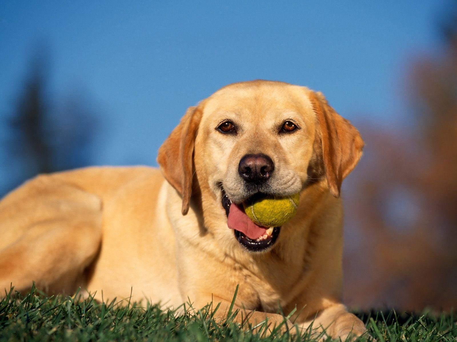 Gelber, Labrador, Hintergrund, Tier, Hund, 1600x1200 HD Desktop