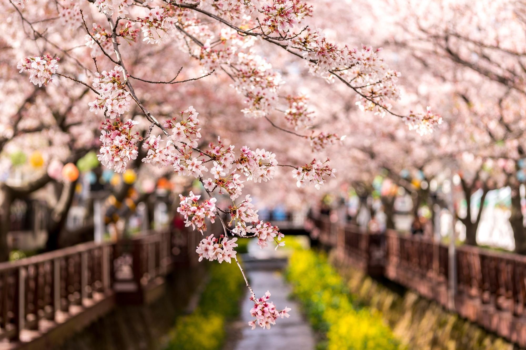 Südkorea, Beautiful, Natur, Reisen, Asien, 2000x1330 HD Desktop