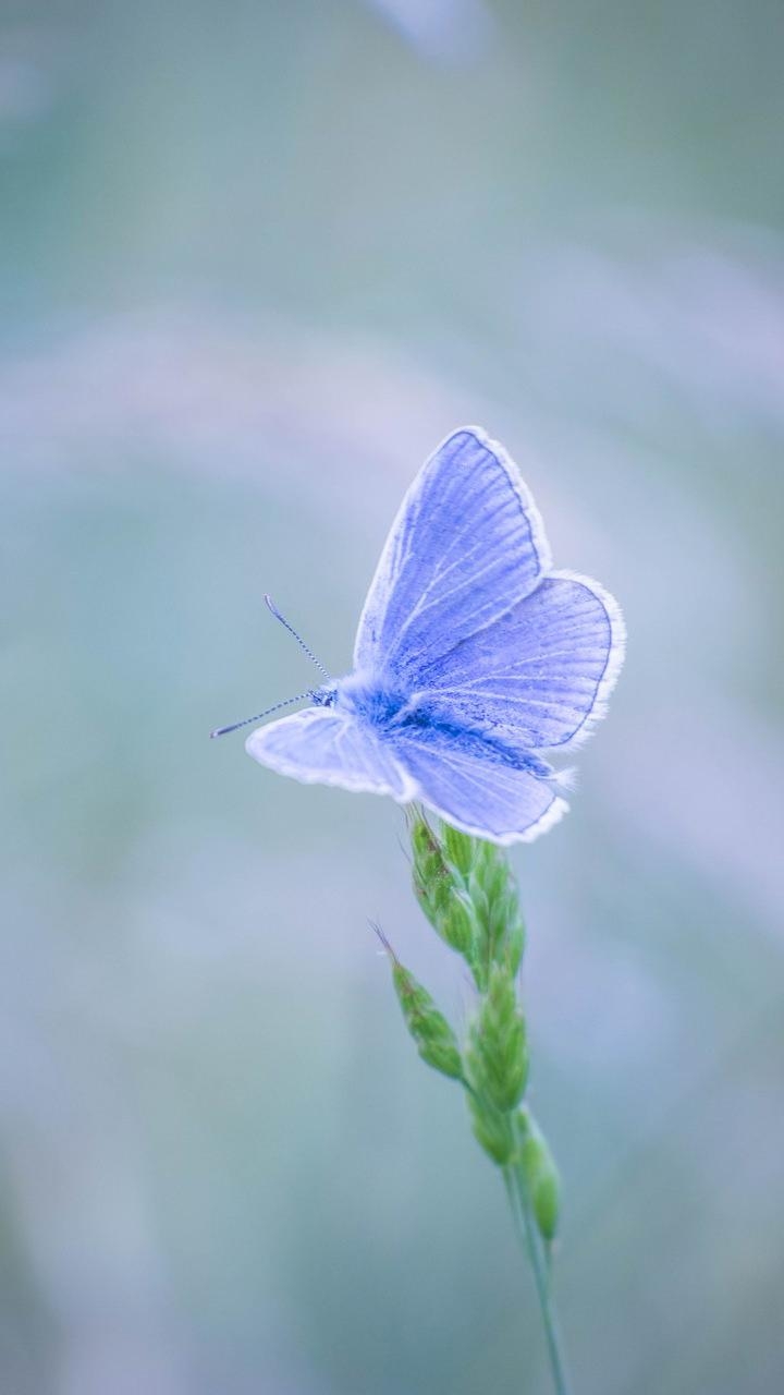 Schmetterling, Flügel, Natur, Insekten, farbenprächtig, 720x1280 HD Handy