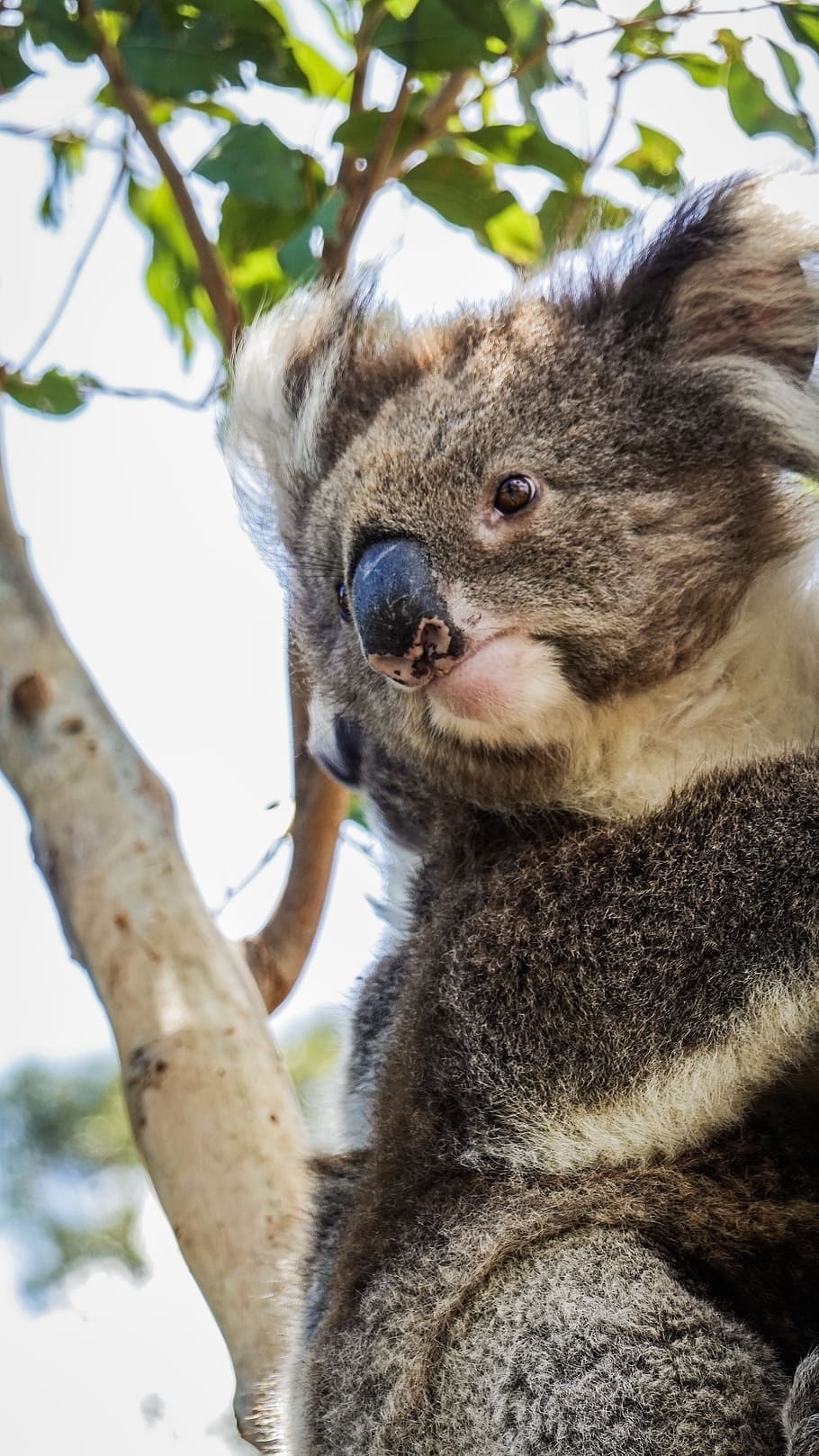 Grauer Koala, Baum, Tierwelt, Säugetier, HD, 910x1620 HD Handy