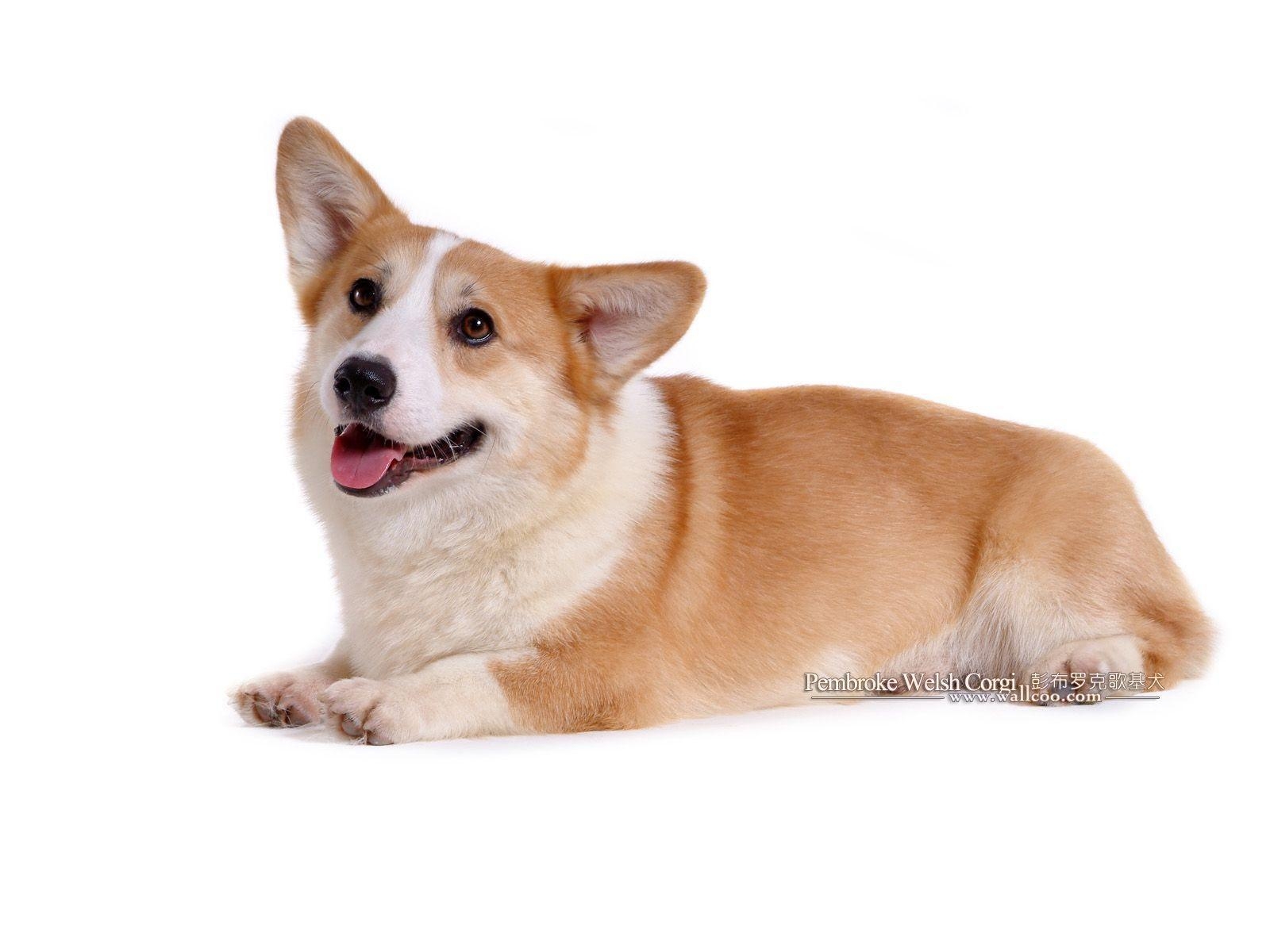 Corgi, Tier, Süß, Hunde, Fotografie, 1600x1200 HD Desktop