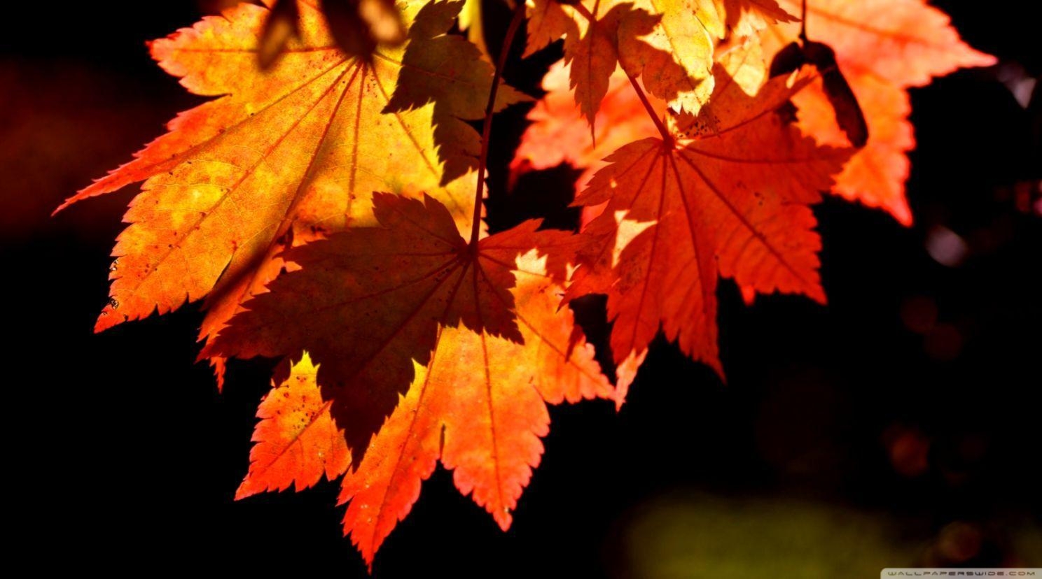 Herbstblätter, Natur, Fall, Blätter, Wallpaper, 1490x830 HD Desktop