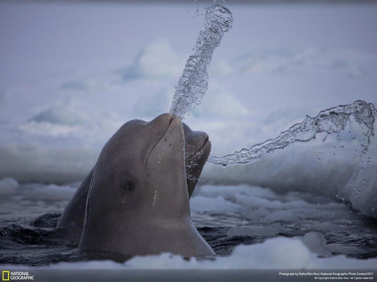 Weiße Säuger, Beluga Wal, National Geographic, Wasser, HD, 1600x1200 HD Desktop