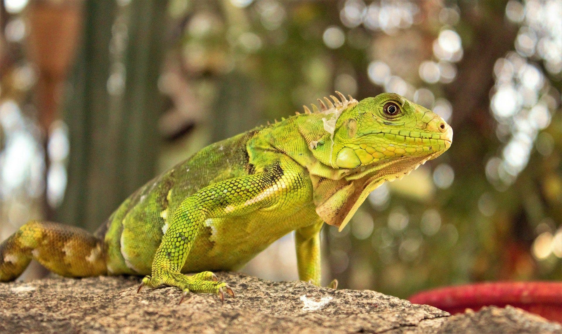 Echse, Reptilien, HD-Bild, Natur, Fauna, 1920x1140 HD Desktop